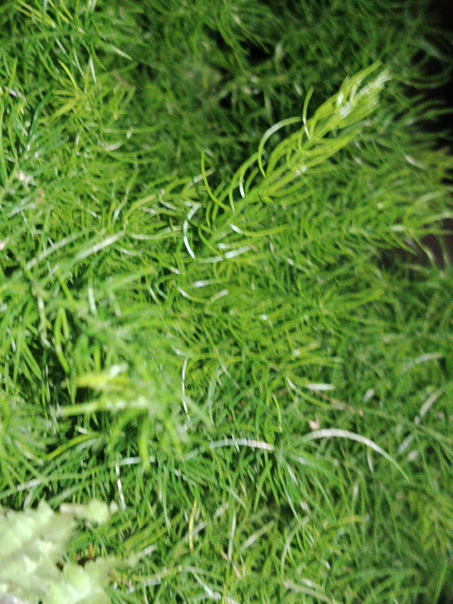 The image shows a dense patch of bright green, needle-like foliage, possibly a type of moss or fern. Thin, white strands or fibers are interspersed within the green. The background is blurred and darker, suggesting depth of field. The texture appears soft and dense. Location information is not provided or discernible in the image.