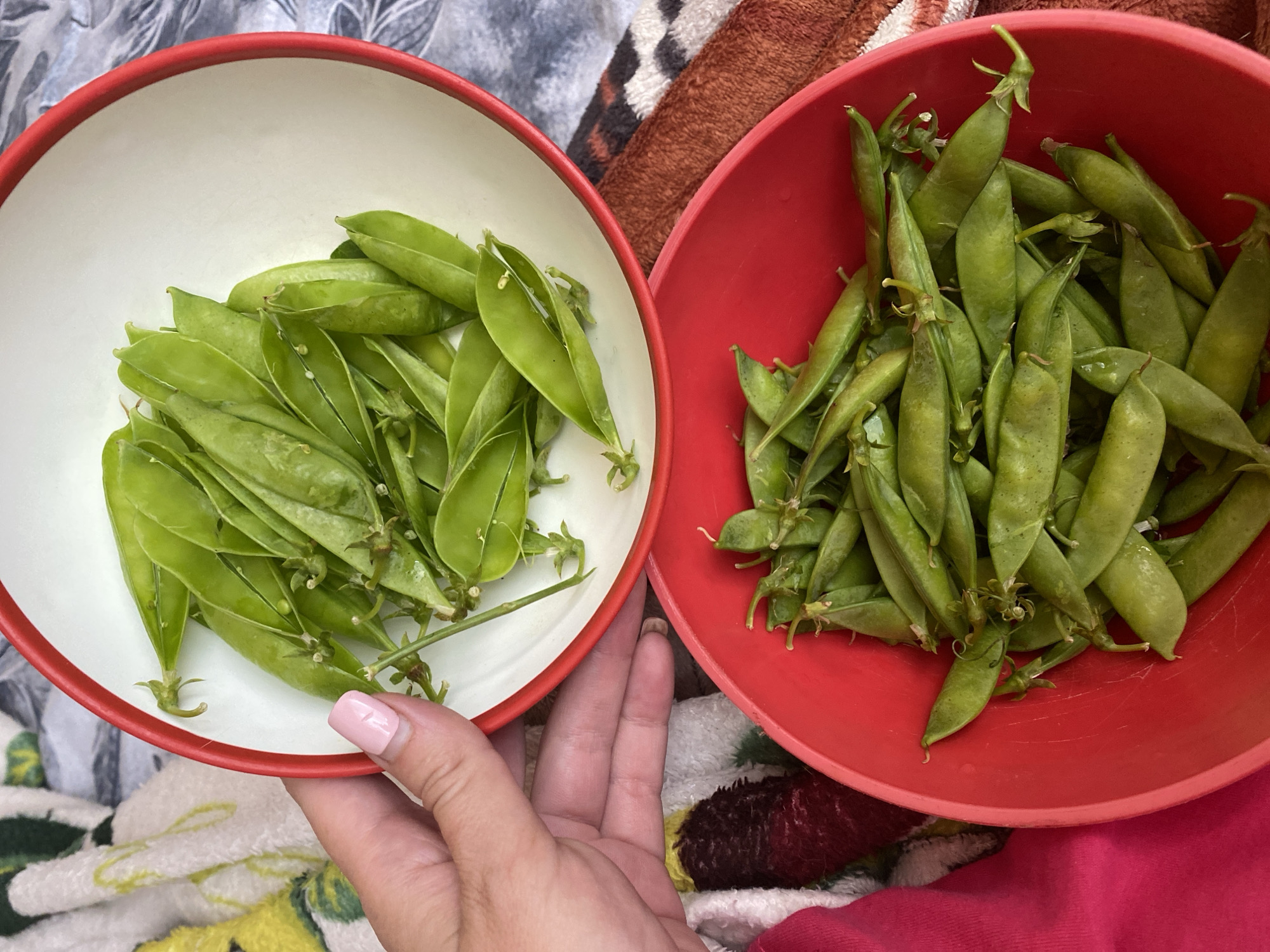 The image displays two bowls filled with fresh snap peas. The top bowl, with a red rim, is held by a person's hand with a light pink nail polish. This bowl contains snap peas that appear to be newly picked, with some still attached to small stems. The bottom bowl, a bright red, is overflowing with a larger quantity of snap peas, also appearing fresh. The bowls are placed on a textured surface, possibly a blanket or rug, with a patterned design in shades of brown and white visible in the background. The overall scene suggests a preparation or presentation of fresh produce.