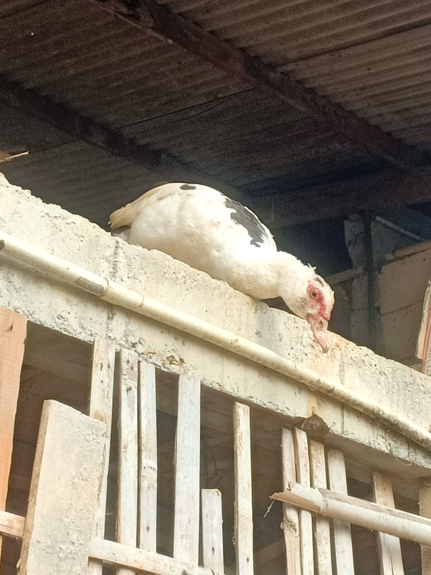 A white and black Muscovy duck is perched on a concrete ledge, its body facing towards the left of the frame, with its head turned downwards and to the right. The duck has white plumage with a black patch on its back and is exhibiting red skin around its eyes and face. The background consists of a corrugated metal roof and wooden planks. The concrete ledge is supported by vertical wooden beams and a horizontal pipe runs along the front of the ledge. The scene appears to be outdoors, possibly in a rural or semi-rural setting within Tasikhargo, Indonesia, given the presence of farm animals and rudimentary construction.