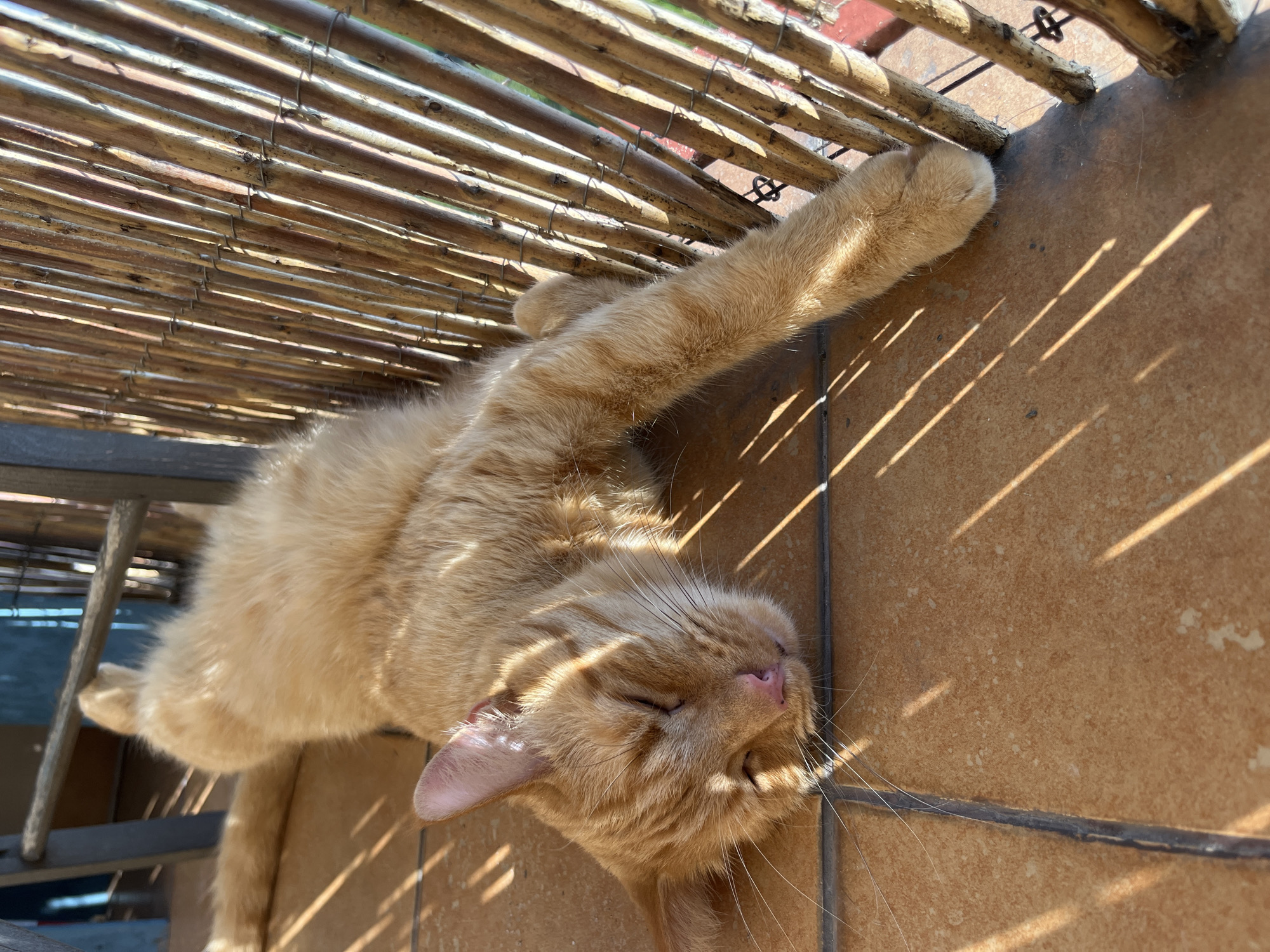 An orange tabby cat is sleeping on a tiled floor. The cat is lying on its side with its eyes closed and its body stretched out. Its fur is a light orange color with darker orange stripes. The cat's paws are extended, and one paw is resting on a wooden lattice fence. Sunlight is streaming through the fence, creating stripes of light and shadow on the cat and the floor. The floor is made of terracotta-colored tiles. The background is blurred, but appears to be a balcony or patio. The scene is peaceful and relaxing, with the cat appearing to be deeply asleep. It is not possible to determine the specific location within Zabrze, Poland from the image alone.