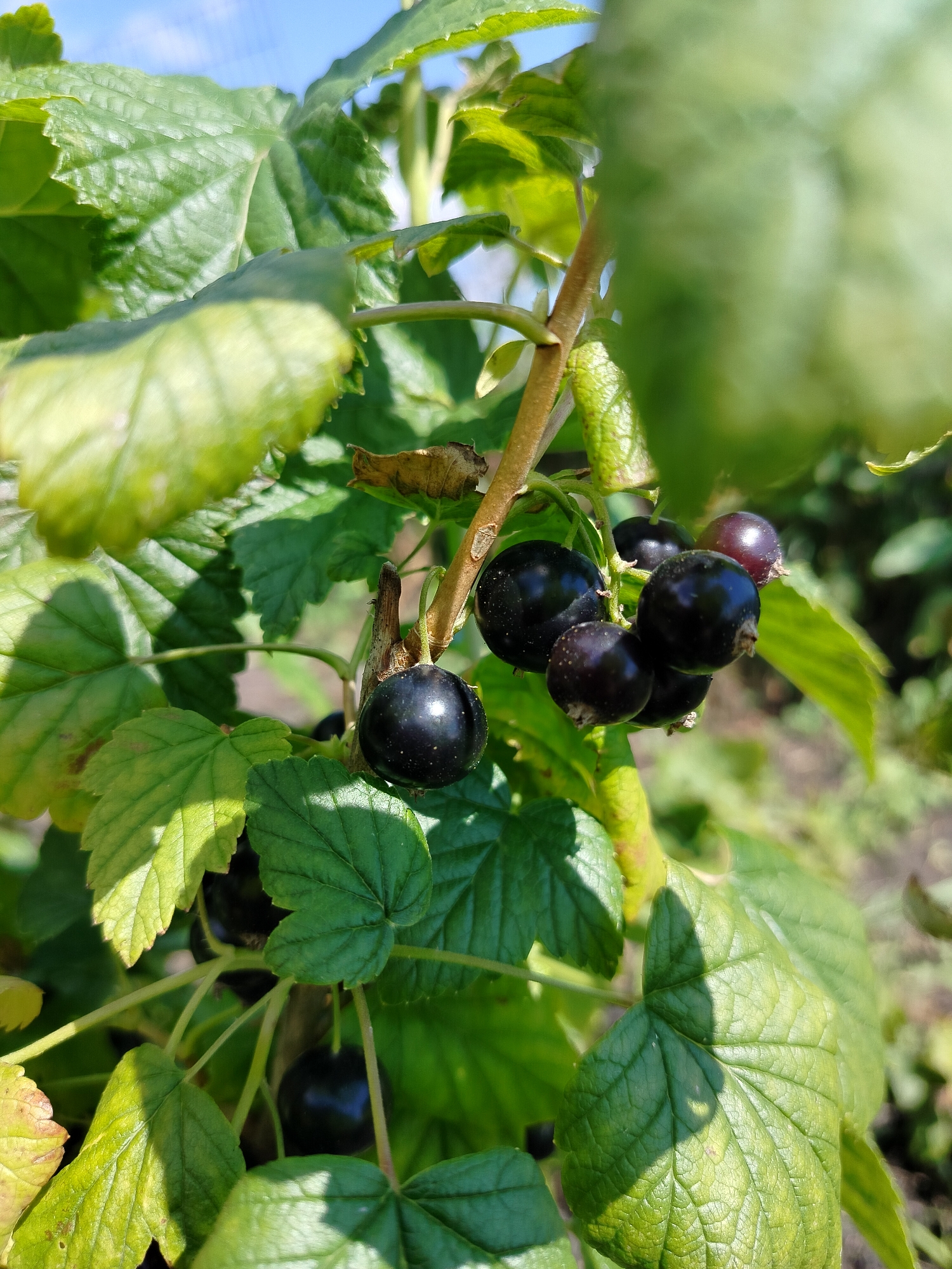 A close-up, vertical shot captures a cluster of ripe black currants hanging from a branch amidst lush green leaves. The currants are a deep, glossy black, some with a hint of purple, and are clustered together, attached by thin stems to a brown branch. Sunlight filters through the leaves, casting shadows and highlighting the glossy texture of the berries and the veins of the leaves. The background is softly blurred, showing more foliage and hints of the sky, suggesting an outdoor setting. The image focuses on the detail and texture of the fruit and surrounding plant life. The location is in the village of Vazherki, Russia.