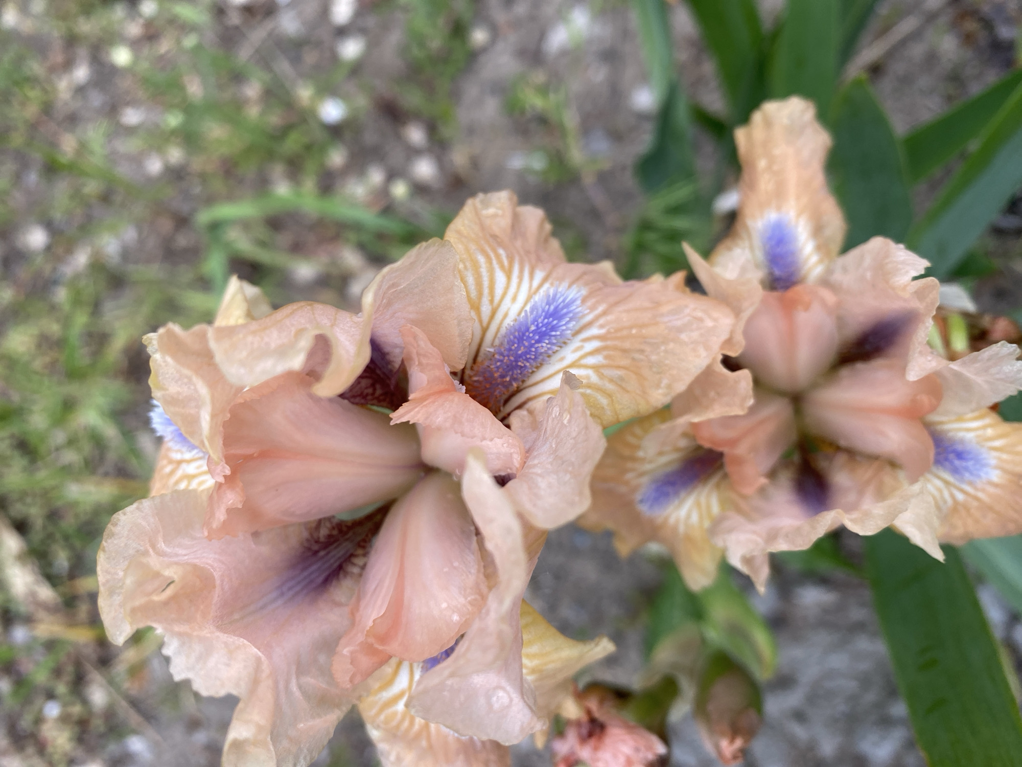 The image shows a close-up of two irises in bloom. The flowers have peach-colored petals with a purple and yellow pattern at their base. Green leaves are visible behind the flowers, and the background consists of soil, small stones, and some grass. The location in the city of Dnipro, Ukraine, is not discernible from the image. There are no people, actions, or interactions visible in the image.