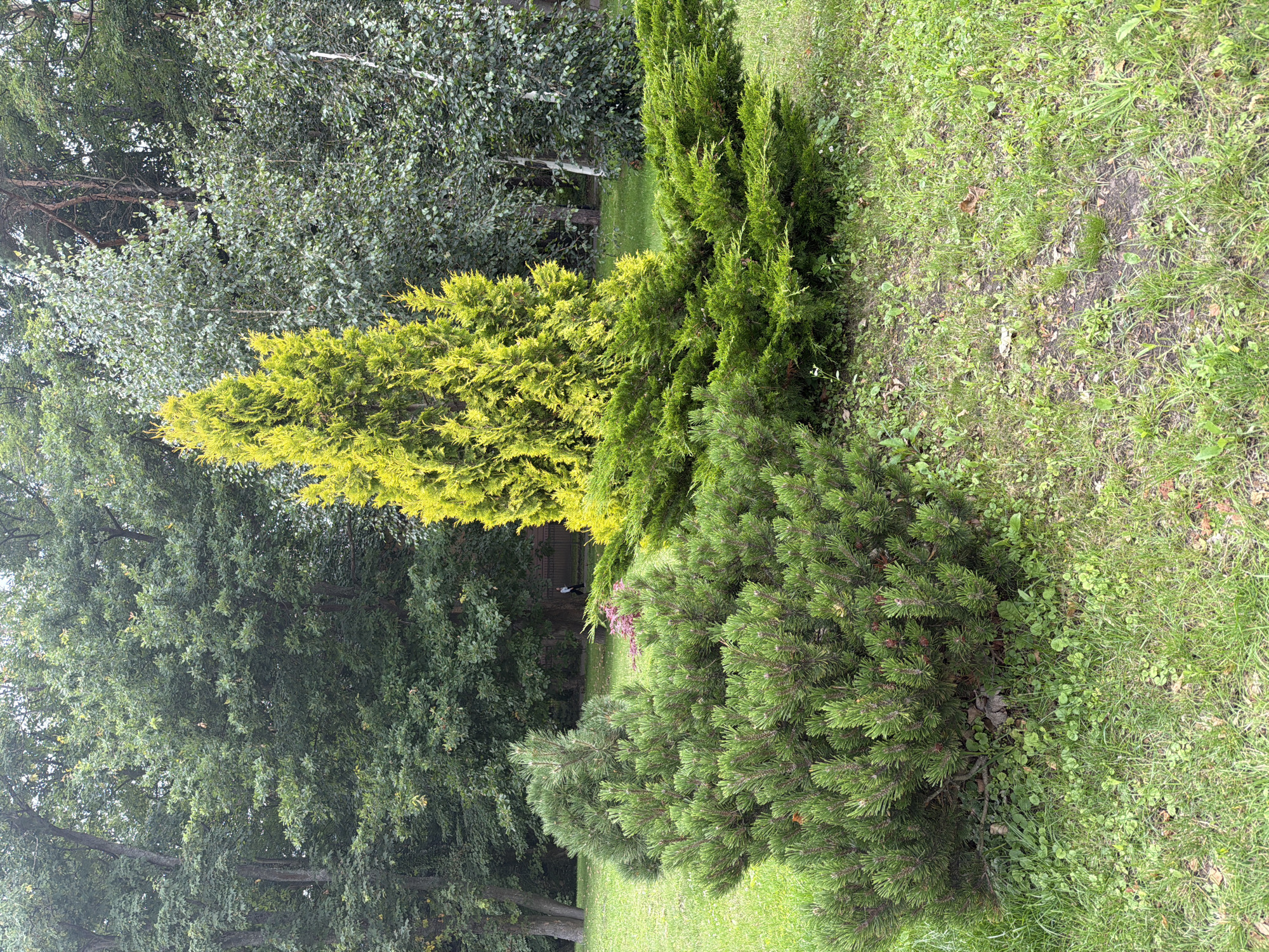 The image captures an outdoor scene with lush greenery and trees. In the foreground, a dense, bushy evergreen plant with dark green needles occupies the left side of the frame. To its right, a vibrant, conical evergreen tree with bright yellow-green foliage stands prominently. Behind these two plants, a sprawling, low-lying evergreen shrub with lighter green, feathery foliage extends horizontally across the middle ground. The background is dominated by a dense arrangement of mature trees with varying shades of green foliage and visible trunks. The ground is covered in short green grass, interspersed with some patches of bare earth and fallen leaves. The lighting suggests an overcast day, with diffused light casting soft shadows. In the middle-right of the image, a distant figure of a person wearing light-colored clothing is walking on a path behind a dark fence, with part of a building visible to the far right. The overall setting appears to be a park or garden area.