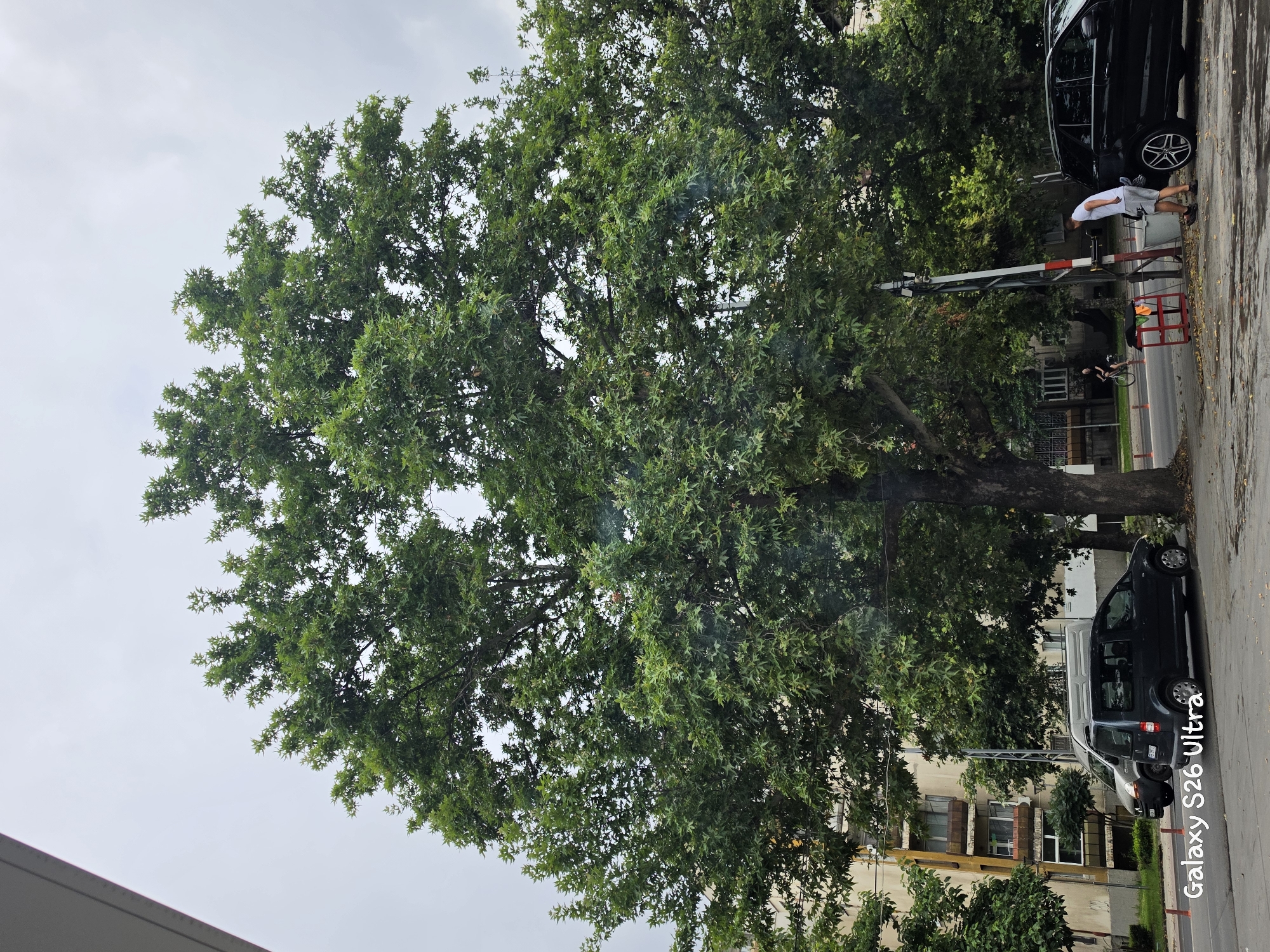The image depicts a large, leafy tree dominating the center of the frame. To the left, an apartment building with balconies and windows is visible. On the right side of the image, a black SUV is parked, and a person in a white t-shirt and grey shorts is standing next to it, seemingly interacting with a bucket. Behind the SUV, a white van is partially visible. In the background, a street with a road and a sidewalk can be seen, with some parked cars and a person riding a bicycle. The sky is overcast, suggesting a cloudy day. The "Galaxy S26 Ultra" watermark is present in the bottom left corner of the image. This scene is captured on a street in Plovdiv, Bulgaria, likely near a residential area given the presence of the apartment building.