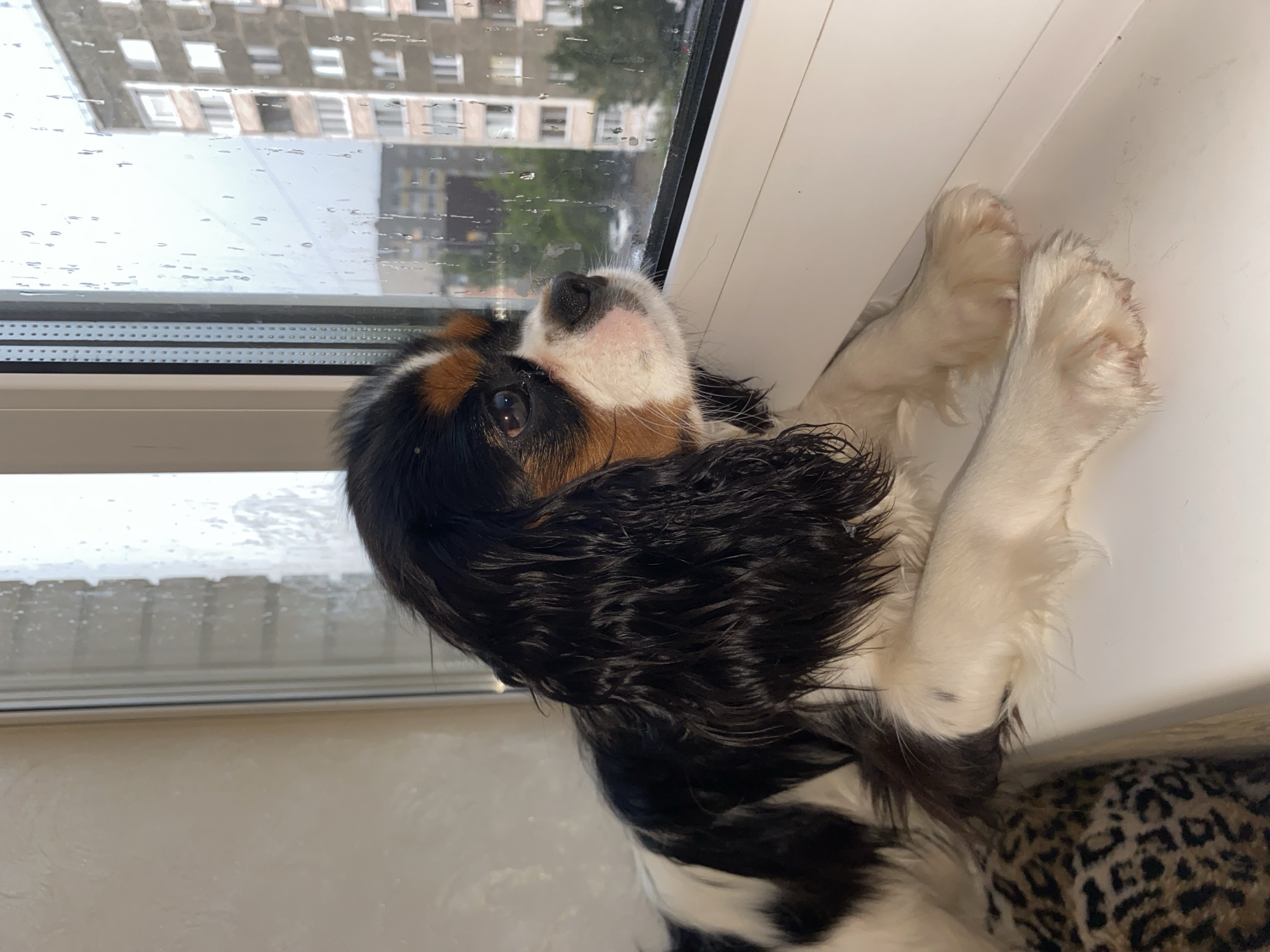A tri-color Cavalier King Charles Spaniel is lying on a windowsill, looking out a rain-streaked window. The dog's fur is black, white, and tan, with its head turned upwards and to the right. Its paws are resting on the white sill, with two paws clearly visible in the foreground. Behind the dog, the window shows a blurry view of apartment buildings and trees, indicating an outdoor scene. The window itself has numerous raindrops distorting the view, suggesting it is raining. The setting appears to be indoors, by a window, with a leopard-print blanket or surface visible at the bottom right of the frame. The overall mood conveyed is one of quiet observation, possibly a bit of wistfulness or curiosity as the dog watches the rain. No visible text is present in the image. The location context is Votkinsk, Russia.