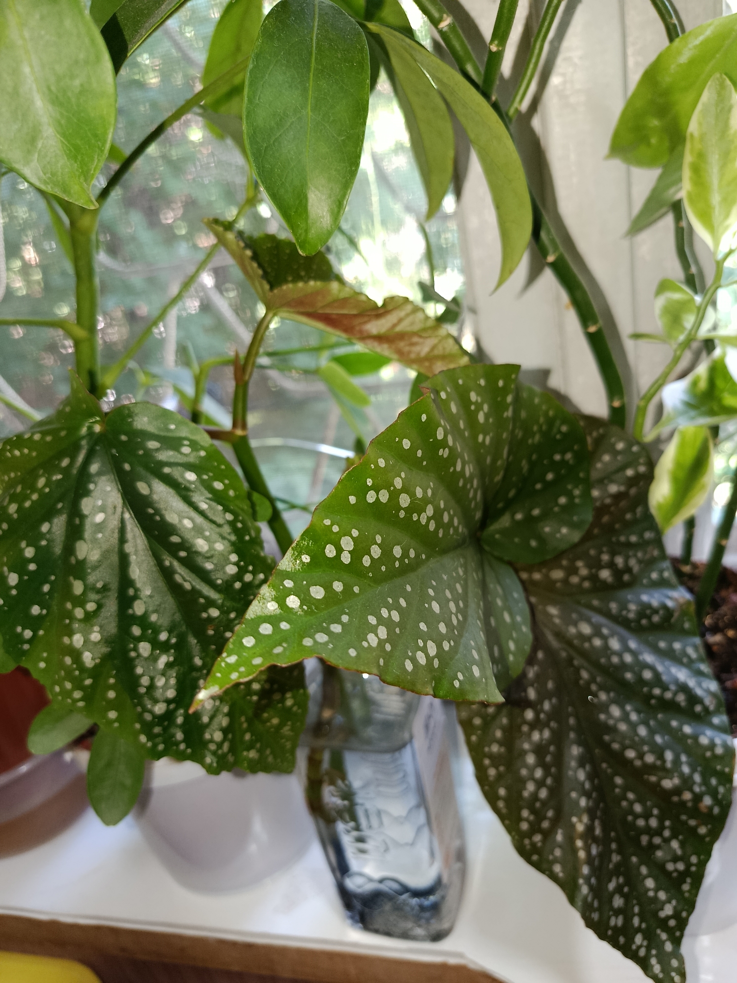 The image displays a close-up of several potted plants with vibrant green leaves, some of which are adorned with white spots. In the foreground, a begonia plant with large, spotted leaves is prominently featured. The leaves have a dark green base with irregular white markings, creating a striking pattern. Behind the begonia, other plants with smooth, green leaves are visible. The plants are placed on a white shelf, and a clear glass bottle filled with water is partially visible behind the begonia leaves. The background is softly blurred, suggesting a window with natural light filtering through, casting dappled shadows and bokeh effects. The overall impression is that of a well-lit indoor plant display. This scene is not located in Tashkent, Uzbekistan.