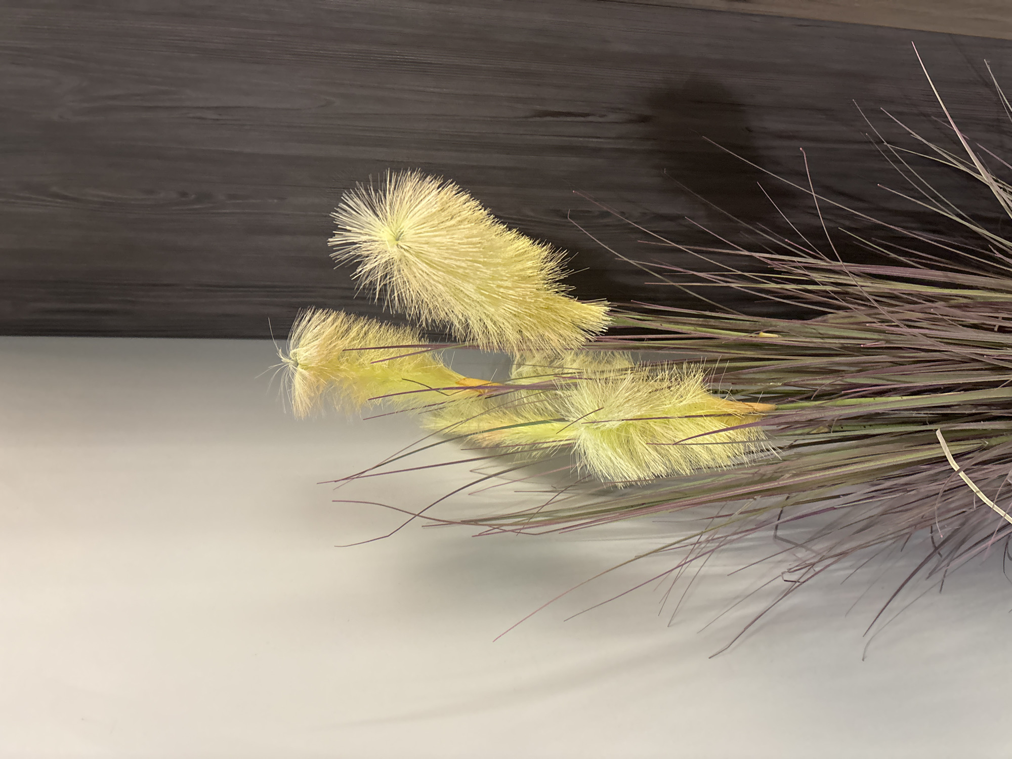 The image displays a close-up view of artificial dried ornamental grasses, with fluffy yellow plumes and thin, reddish-purple stalks. These grasses are arranged in a pot, positioned in the foreground. Behind the grasses, a corner is visible where two walls meet. The wall on the left is a light, neutral color, casting a faint shadow of the grasses. The wall on the right is a dark wood paneling, with a visible grain pattern. The scene appears to be indoors, likely in a residential or commercial setting, possibly in the city of Monolit, Russia, though this location cannot be definitively confirmed from the visual information alone. There are no people or animals present in the image. The lighting is soft, creating subtle shadows and highlighting the texture of the grasses and wood.
