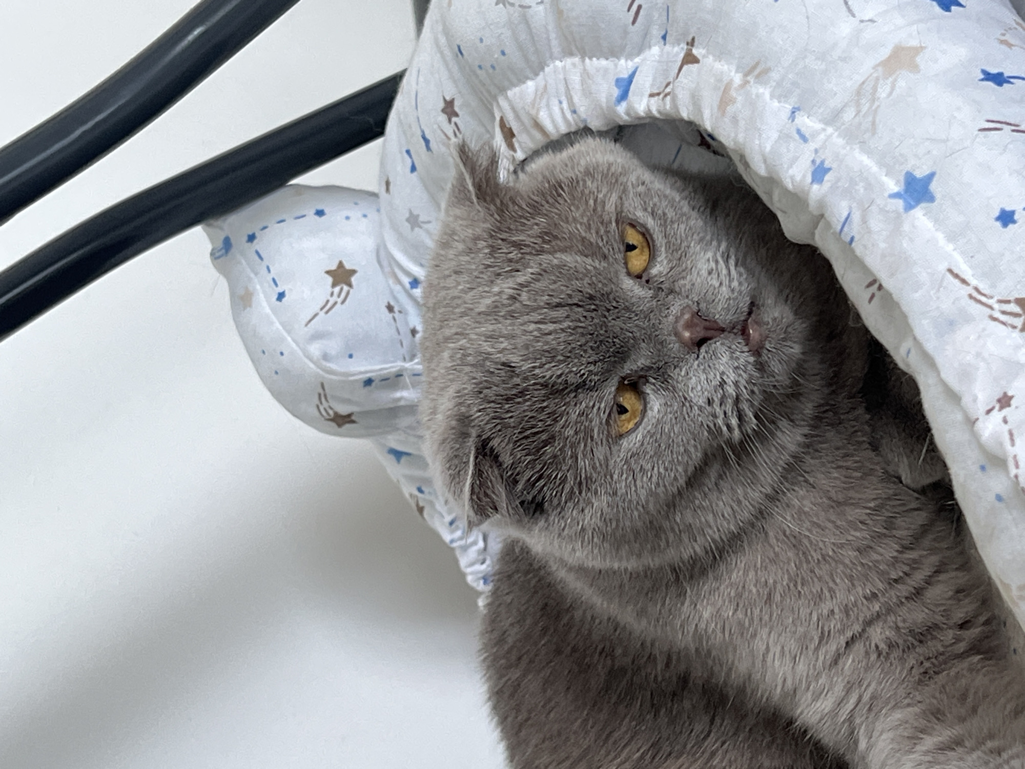 A close-up, eye-level shot shows a grey Scottish Fold cat lying on a white, star-patterned blanket. The cat's eyes are open and yellow, with a grumpy expression. Its ears are folded forward. The cat is partially covered by the blanket, with only its head and upper body visible. The background is a plain white wall. The image appears to be taken indoors. There is no discernible location in Aksu, Turkey mentioned or implied by the image.