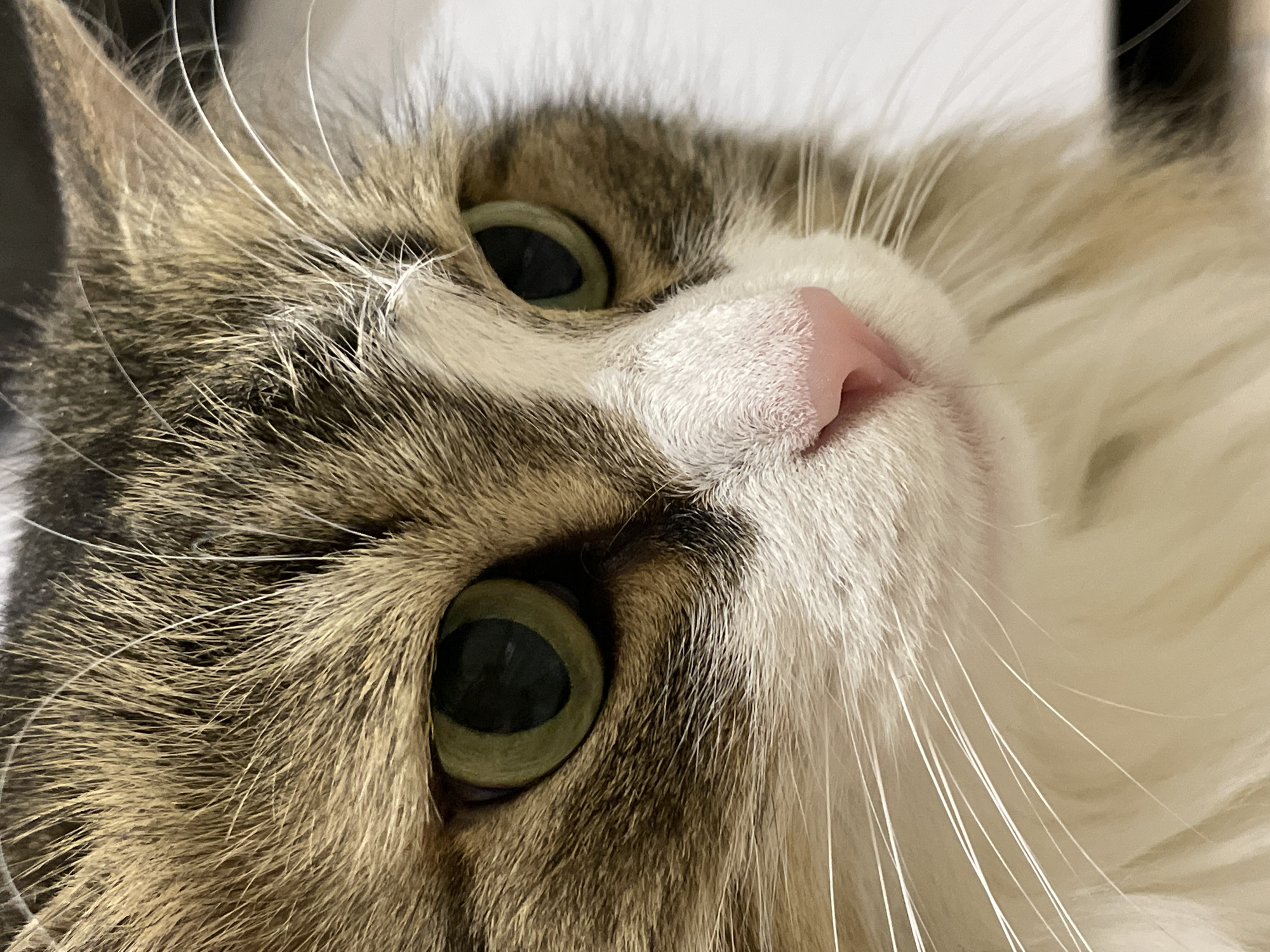 This detailed forensic image captures an extreme close-up of a domestic cat's face, oriented slightly to the right, within the city of Izhevsk, Russia. The animal's fur displays a distinct tabby pattern, featuring shades of brown, dark brown, and tan across its forehead and around its large, circular eyes. These eyes possess striking green irises and fully dilated black pupils, with the cat's gaze directed towards the upper right. Its muzzle and lower face are covered in soft white fur, from which numerous long, white vibrissae project. A small, unblemished pink nose with clearly defined nostrils is centered on the muzzle. The background is uniformly light-toned and out of focus, consistent with an indoor setting.