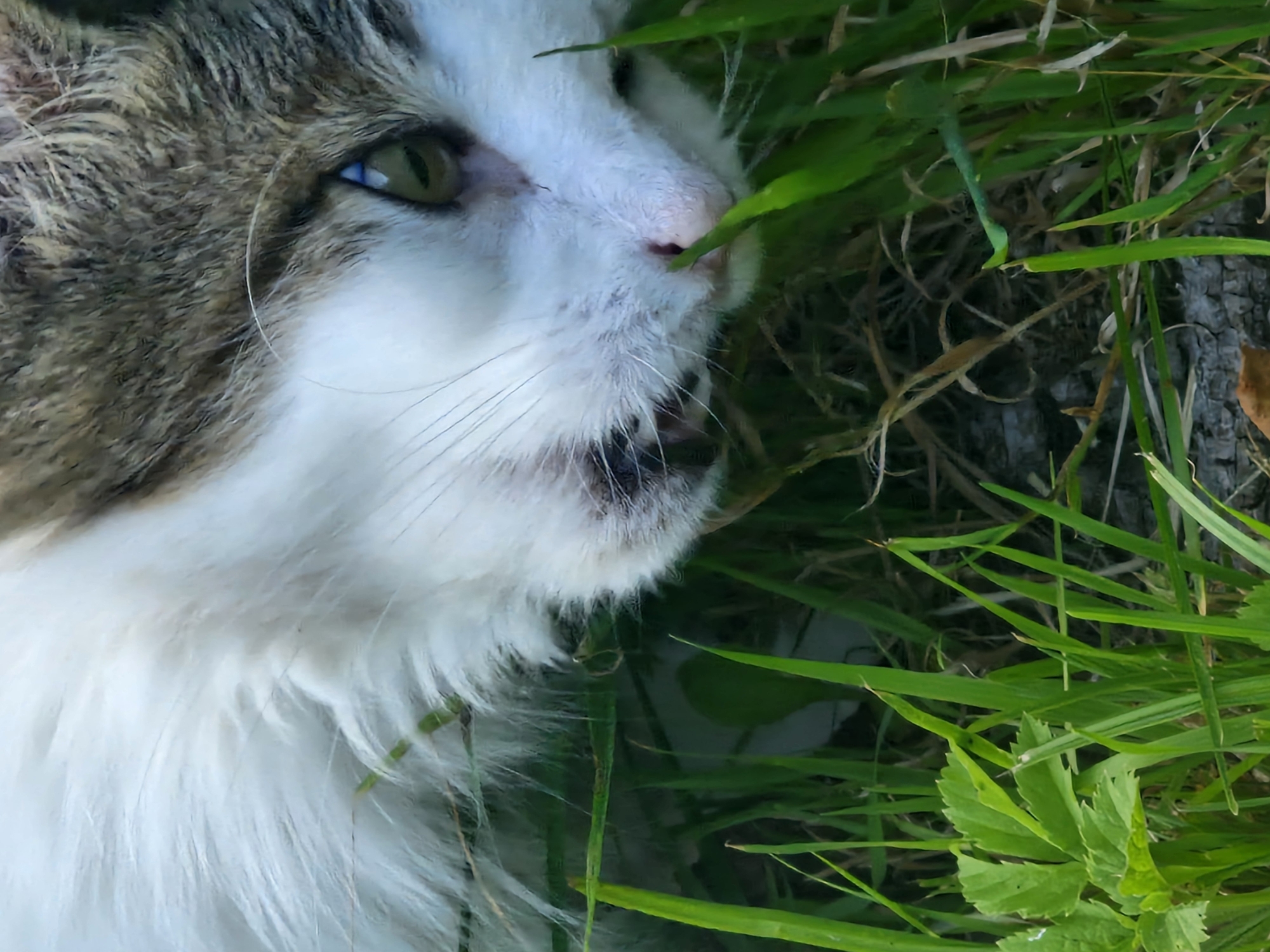 A close-up, ground-level view captures a domestic cat lying in tall green grass. The cat, predominantly white with patches of gray and brown fur on its head, has its face turned towards the viewer. Its left eye, a striking green, is clearly visible, along with its whiskers, nose, and mouth. The grass is lush and vibrant, with some blades overlapping the cat's fur. The background is a blur of green and dark tones, suggesting more foliage or shadow. The scene appears to be outdoors, possibly in a garden or a field, in Ķekava, Latvia, given the context. No people are present in the image.
