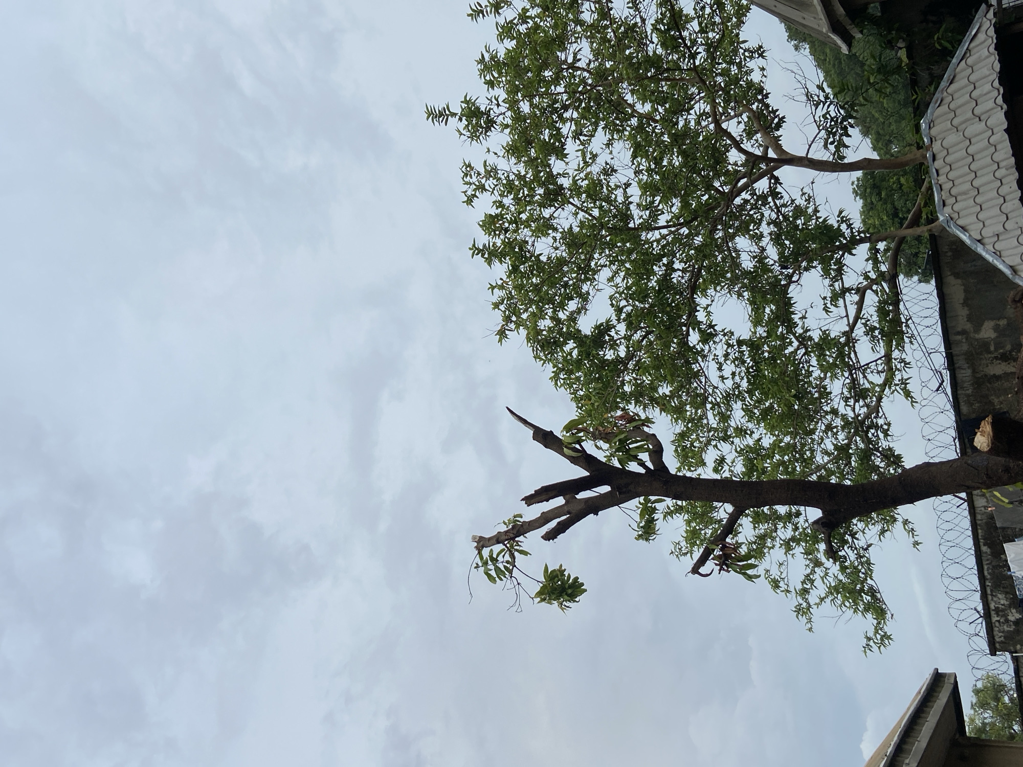 The image, possibly taken in Mararaba, Nigeria, features a low-angle view of trees against an overcast sky. A building structure is visible to the right, appearing to be constructed from concrete with a corrugated roof and barbed wire security measures. The trees display a mix of green foliage and bare branches, suggesting recent pruning or seasonal changes. The sky is dominated by cloudy conditions, casting a diffuse light over the scene. The overall impression is of a built environment encroaching on natural elements in an urban or semi-urban setting.
