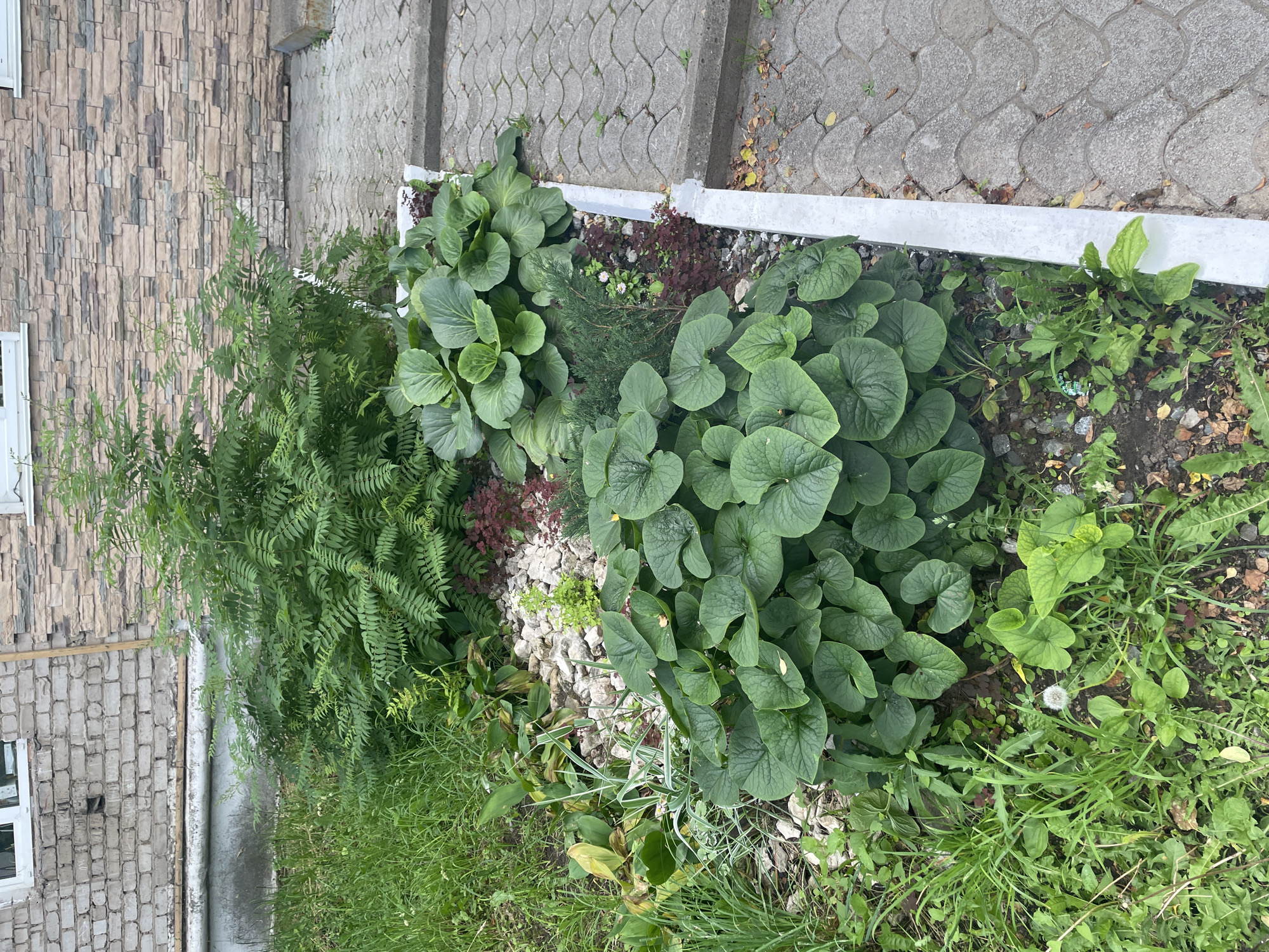 The image depicts a small garden bed next to a paved walkway. The garden bed contains a variety of plants, including large-leafed green plants in the foreground and middle ground, feathery green plants in the background, and some smaller, darker red-leafed plants. There are also scattered white rocks and some dried leaves within the garden. The walkway is made of interlocking gray concrete pavers. In the background, there is a building with a brick and stone facade, and a white window. The scene appears to be outdoors in an urban or suburban environment. Based on the limited visual information, the location cannot be definitively identified as Chaikovsky, Russia, but it is a plausible setting for such a scene. There are no people or animals visible in the image.