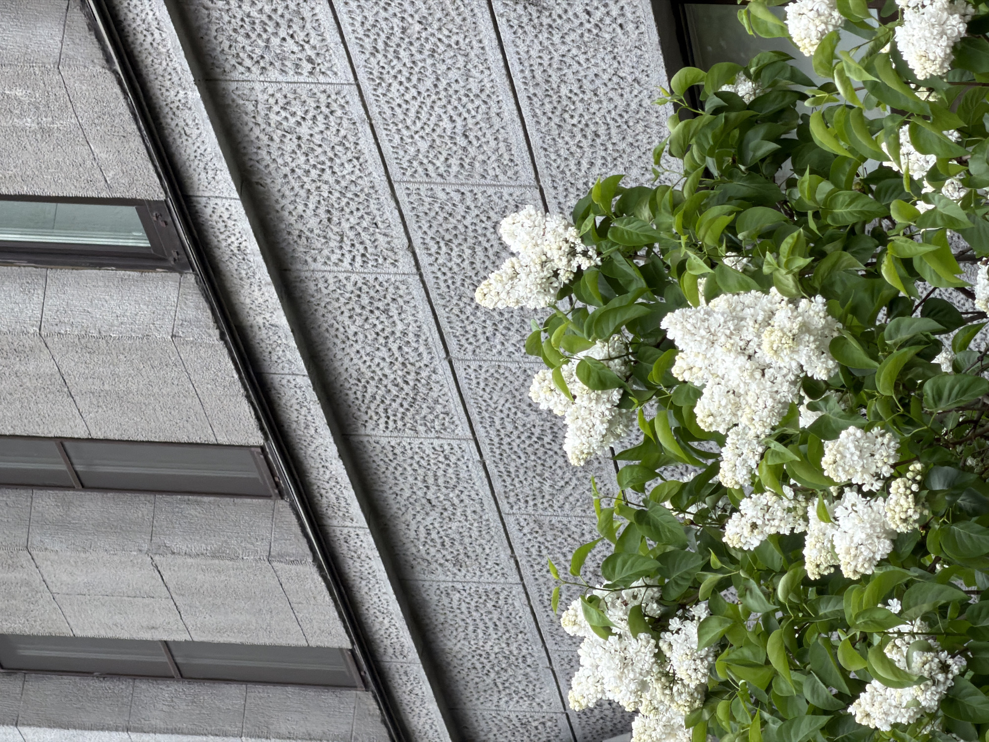 The image shows a section of a building facade with white flowers in the foreground. The building is made of gray stone blocks with a textured surface. There are windows visible on the left side of the building. The flowers are clustered in bunches with green leaves. The image was taken in the city of Saint Petersburg, Russia.