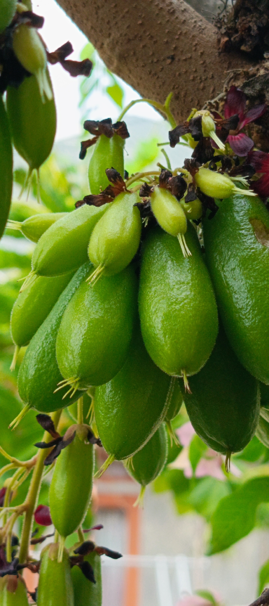 The image shows a cluster of unripe, green starfruit (also known as Averrhoa bilimbi) hanging from a tree branch. The starfruit are elongated and somewhat flattened, with a smooth, glossy skin. Some of them have small, light-colored tendrils or stems at the bottom. Dark, withered flower remnants are visible among the fruit. The background is blurred, with hints of green leaves and what appears to be a light-colored building with orange accents, possibly a house or market stall, suggesting an outdoor setting in a populated area. The lighting is bright, indicating daytime. The scene is captured from a slightly low angle, looking up at the fruit. There are no people or animals visible in the image. Given the description and the likely tropical or subtropical climate suitable for starfruit cultivation, this scene could be found in a residential area or a small farm within Pasi Rawa, Indonesia, where such trees are commonly grown.