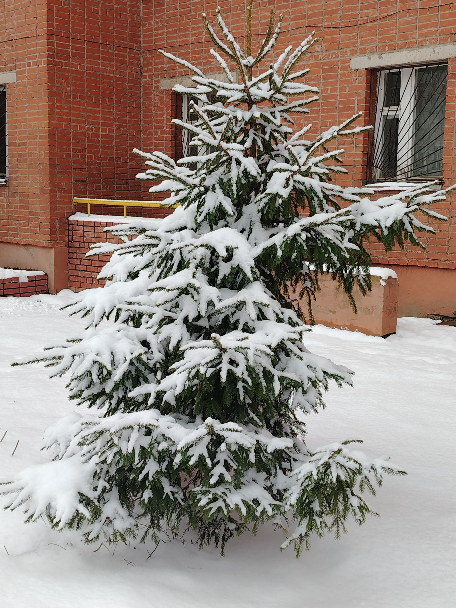 The image shows a snow-covered spruce tree in Izhevsk, Russia. The tree is in the foreground, with a red brick building in the background. The building has white-framed windows with bars. A yellow handrail is visible along the base of the building. The ground is covered in snow.