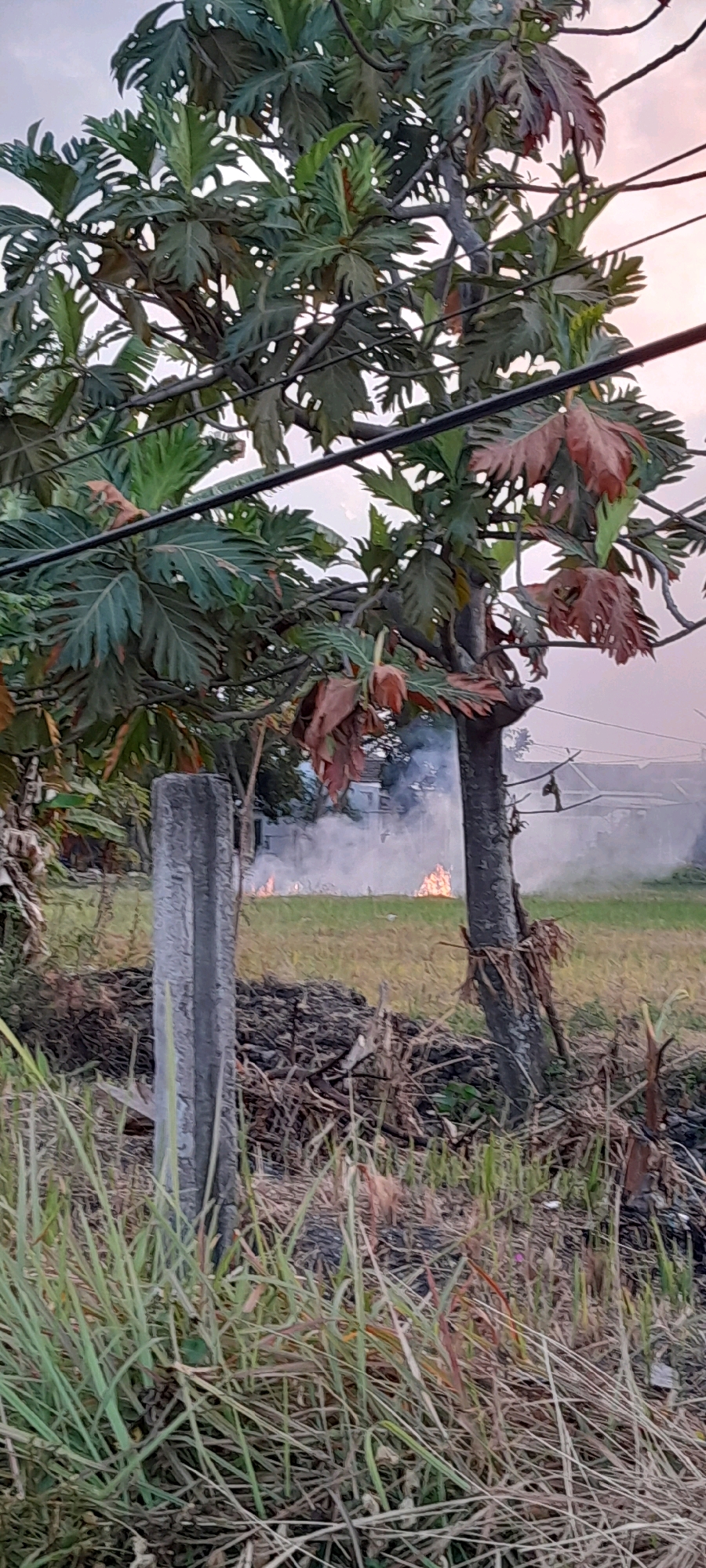 The image captures a scene outdoors in Tambakrejo, Indonesia, with a focus on a large tree in the foreground. The tree has broad, deeply lobed leaves, some of which are green, while others have turned brown and appear dry. Several dark power lines are visible crisscrossing the branches of the tree and extending across the upper portion of the frame. To the left of the tree, a rough, weathered concrete post stands vertically. In the background, there is a grassy field with patches of dry vegetation. Several small fires are burning in the field, producing plumes of white smoke that drift upwards and obscure parts of the background. The sky above is a pale, hazy pink, suggesting it might be dusk or dawn. The overall impression is one of rural or semi-rural landscape with evidence of controlled burning or a small fire in the distance.