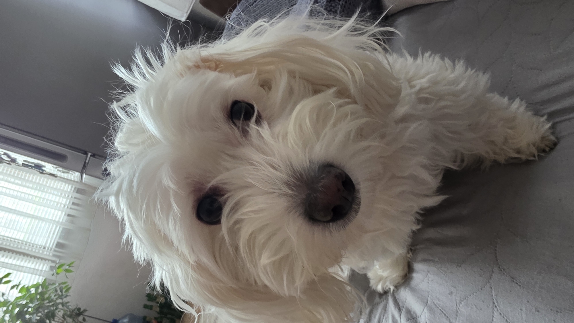 A fluffy white dog with dark eyes and a black nose is lying on a gray surface. The dog is oriented facing the camera, with its head tilted slightly. A window with blinds and a green potted plant are visible in the background. The location is unknown and cannot be reliably determined to be Blagoevgrad, Bulgaria, from the provided image.