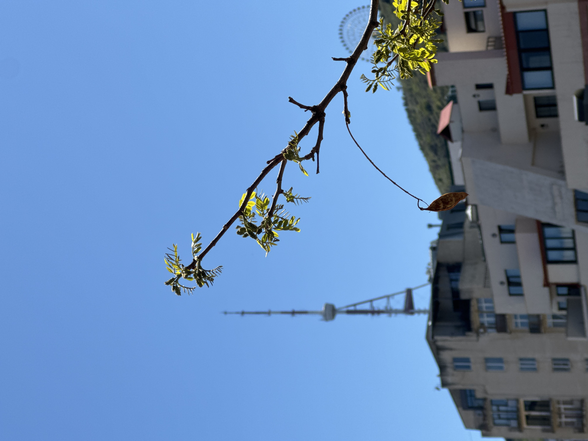 The image presents a view in Tbilisi, Georgia, capturing a branch with budding green leaves against a clear blue sky. A dried leaf hangs from the branch. In the background, blurred, is the Tbilisi TV Broadcasting Tower, recognizable by its distinctive shape. A building and parts of the Tbilisi Ferris Wheel are also visible in the background. The image appears to be taken from a low angle, looking upwards.