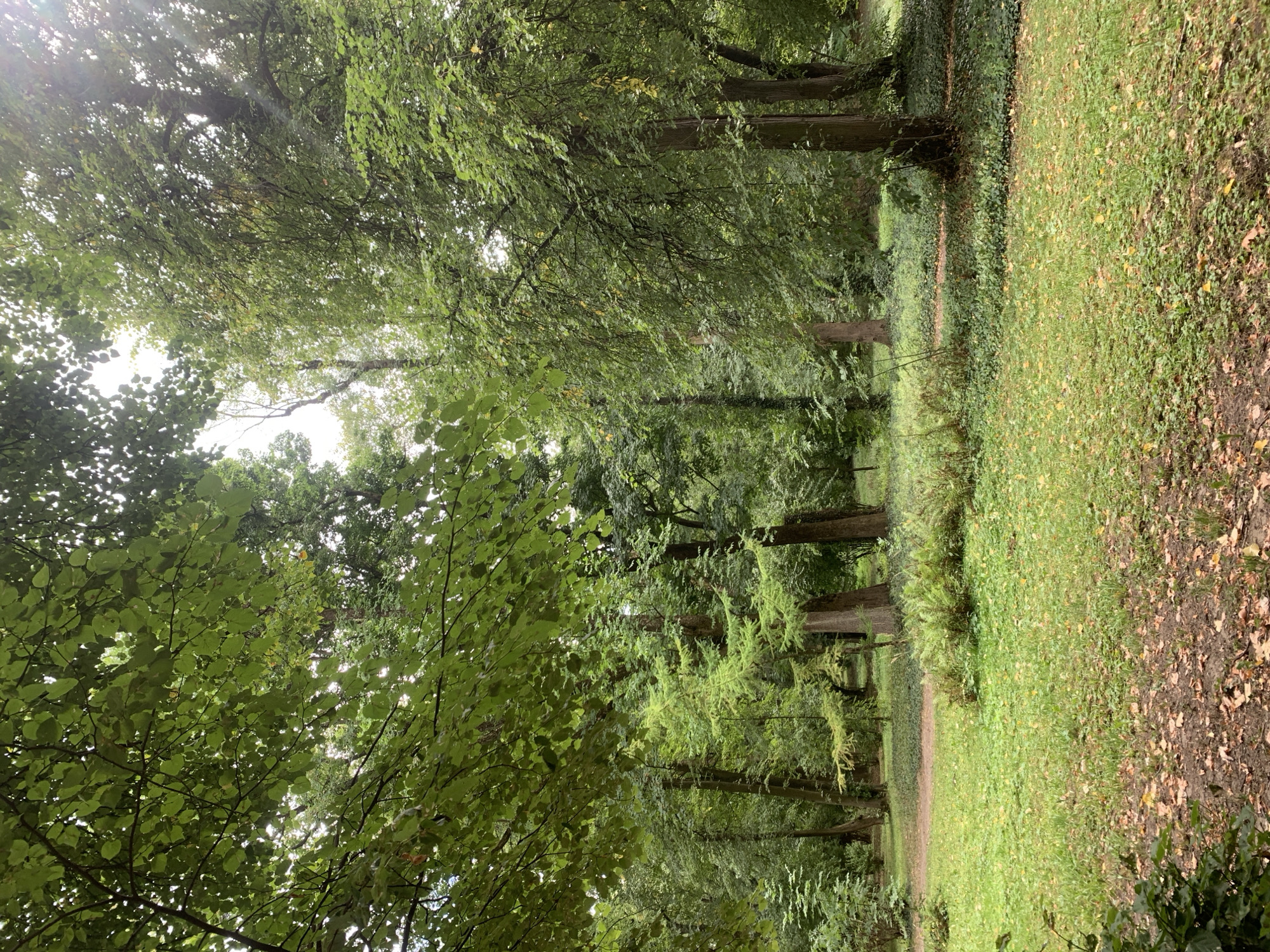The image depicts a sun-dappled clearing in a lush, green forest. Tall trees with dense foliage dominate the scene, their leaves creating a canopy that allows rays of light to filter through. The ground is covered in a carpet of green grass, interspersed with fallen leaves and patches of ivy. A winding path, visible in the background, suggests a park or natural reserve setting. The overall impression is one of serene natural beauty. Based on the context provided, this scene is situated within the city of Lviv, Ukraine. There are no people or animals visible in the image.