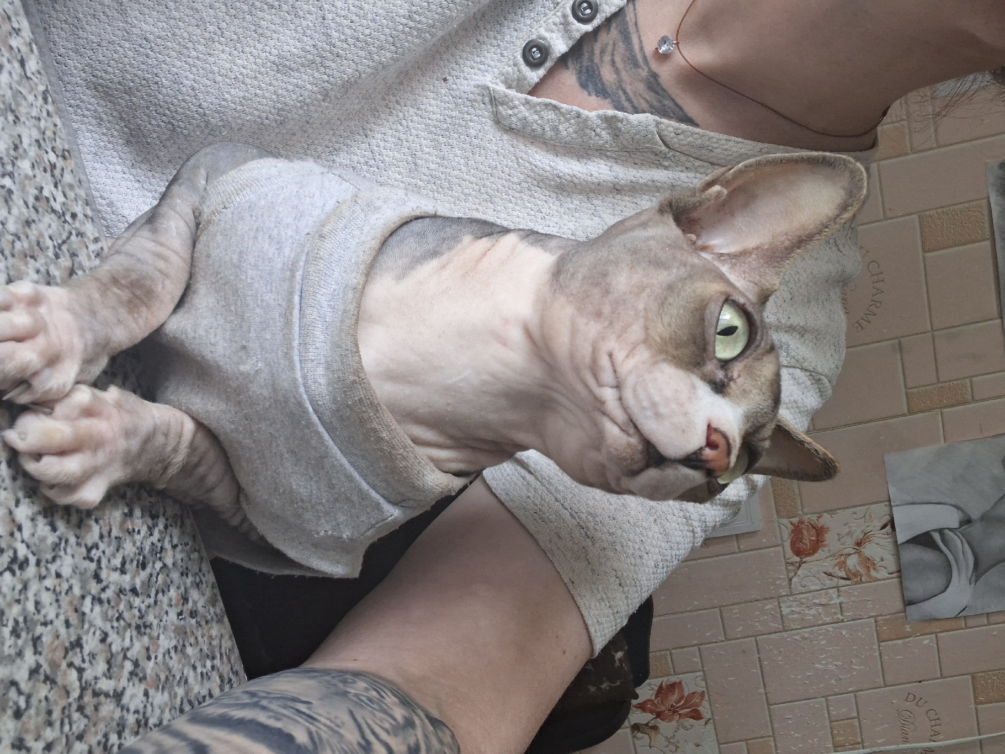 The image captures a close-up of a hairless cat, likely a Sphynx, wearing a light grey sweater. The cat has large, expressive green eyes and is looking upwards and to the right. Its skin is a mottled grey and pinkish tone. The cat is positioned in front of a person, whose torso and arm are visible on the left and right sides of the frame respectively. The person is wearing a light grey shirt with buttons. Tattoos are visible on the person's chest and arm. In the background, there is a tiled wall with a floral pattern and a framed picture. The foreground shows a speckled countertop. The environment appears to be indoors, possibly in a residential setting. There is no indication of the location being in the city of Myadzyel, Belarus.