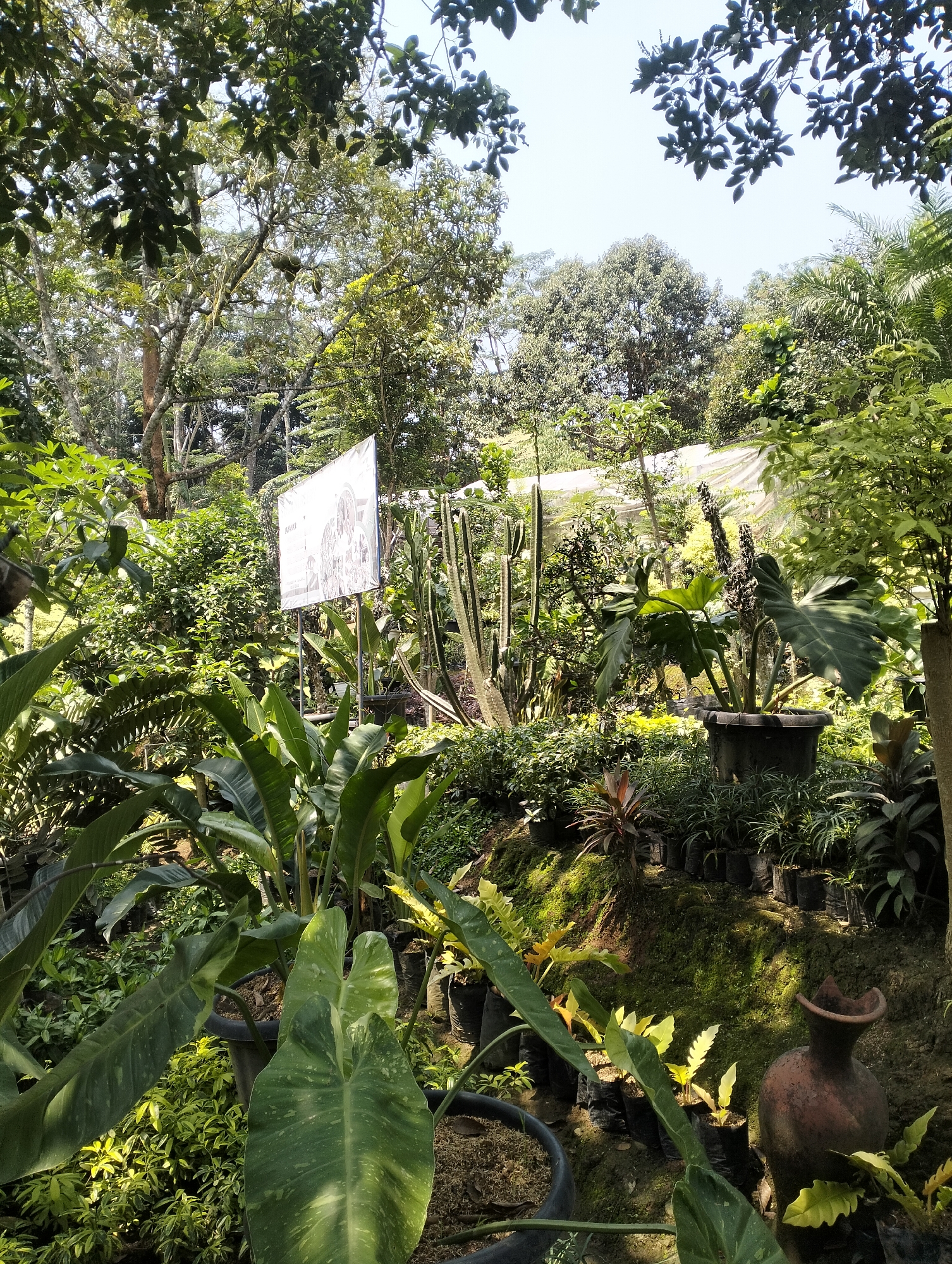 The image depicts an outdoor plant nursery in Banjarejo, Indonesia. The scene is filled with a variety of lush green plants, including large-leafed tropical plants, cacti, and smaller potted plants. In the background, a white sign with a black and white drawing on it is partially visible amongst the foliage. Several of the plants are in black pots, while others are in plastic bags, suggesting they are for sale. A rustic, terracotta-colored jug is placed on the mossy ground on the right side of the frame. The overall environment is a dense collection of vegetation under a clear sky, suggesting a sunny day. There are no people visible in the image.