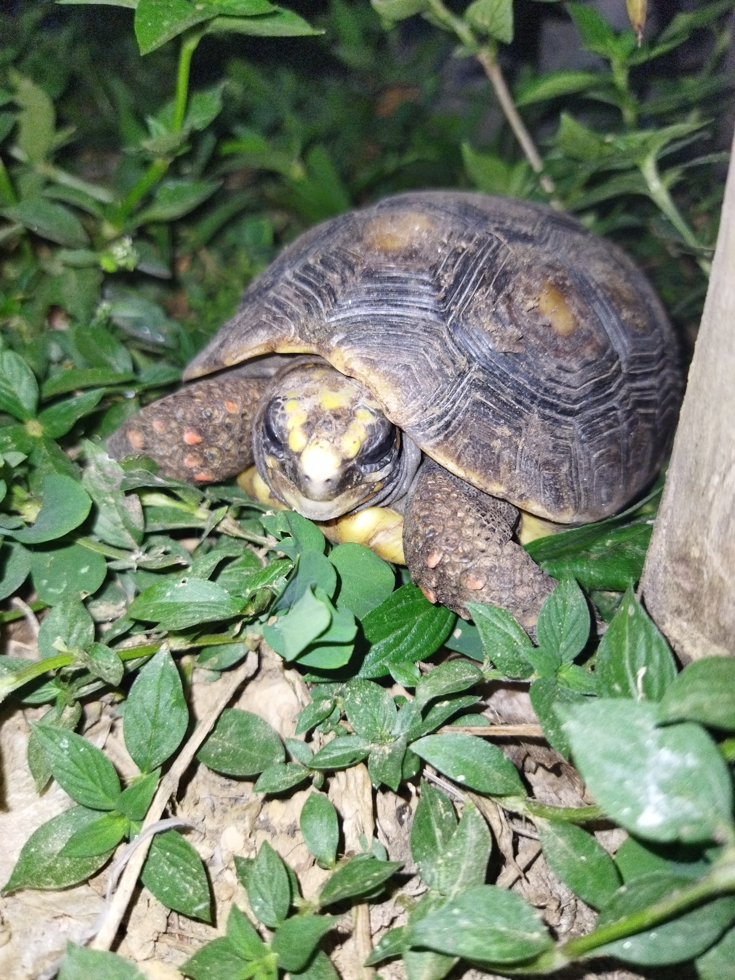 The image depicts a tortoise amidst green foliage and brown earth. The tortoise has a dark shell with lighter markings and a yellow head with some red markings on its legs. It is situated in an area with a mix of small, leafy plants and a light-colored, possibly wooden, vertical element on the right side of the frame. The image was taken in Tinaquillo, Venezuela.