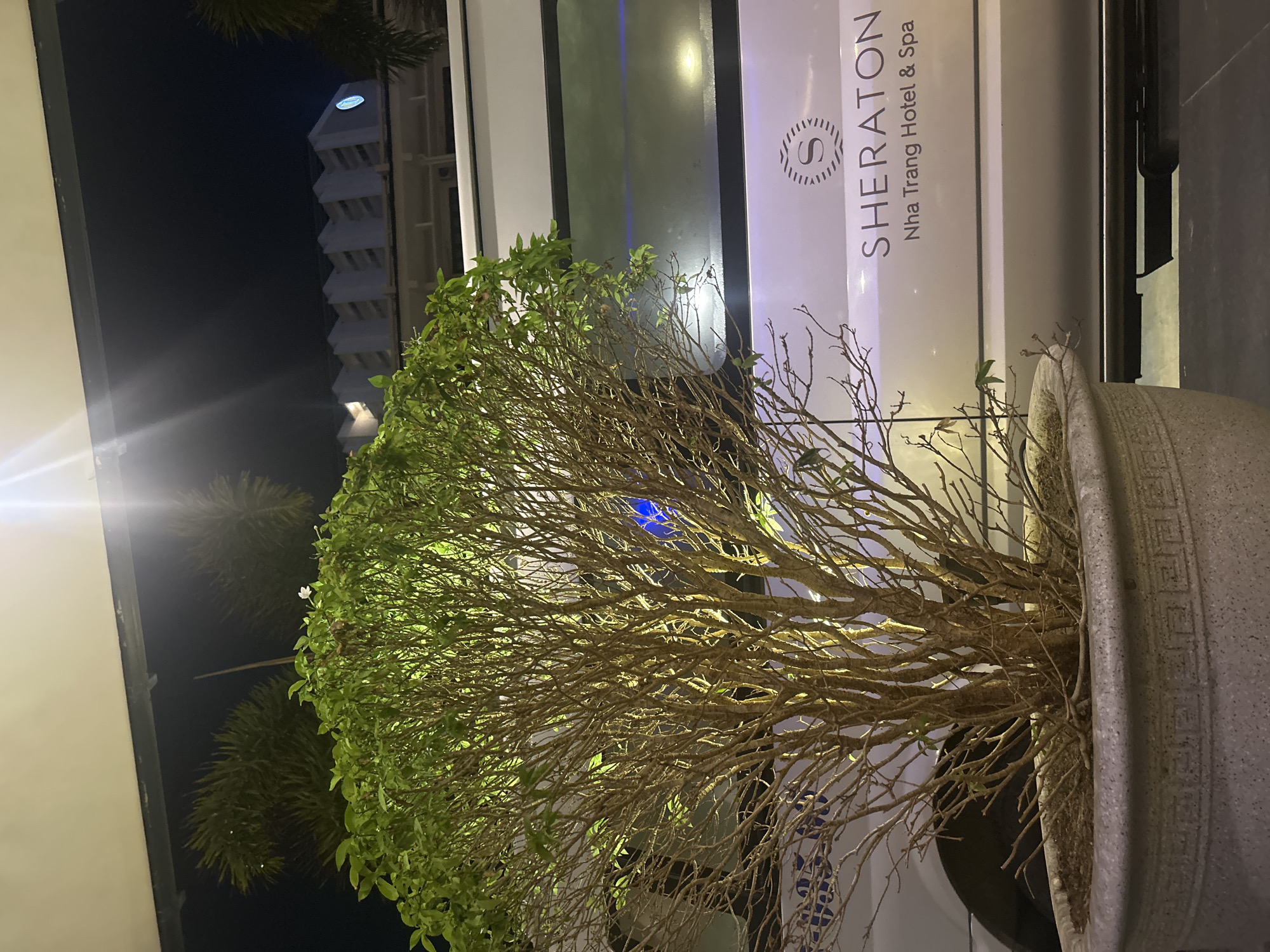 This image captures a potted plant in front of the Sheraton Nha Trang Hotel & Spa in Nha Trang, Vietnam. The plant has a mix of green leaves and brown, bare branches, suggesting a possible transition between seasons or a specific style of pruning. The pot itself is made of a grey stone or concrete material with a decorative rim. The Sheraton Nha Trang Hotel & Spa sign is visible in the background, confirming the location. A taller building can be seen in the distance. The lighting suggests that the photograph was taken during the evening or at night. The overall scene presents a peaceful and elegant ambiance, characteristic of a high-end hotel environment.