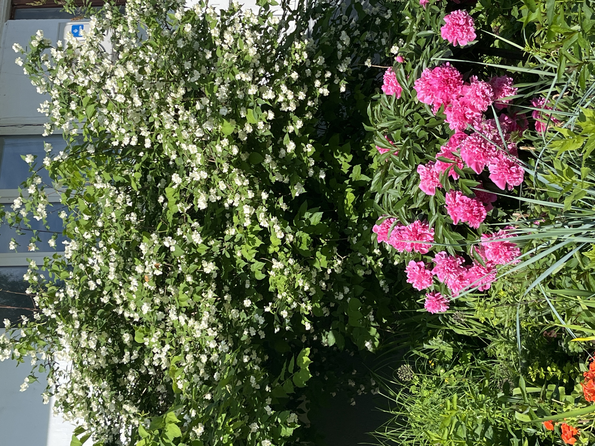 This vibrant outdoor scene, captured in Chaikovsky, Russia, showcases a lush garden under bright daylight. The image is dominated by two types of flowering plants in full bloom.
On the left side of the frame, a large, dense shrub is covered in numerous small white flowers. These blossoms, likely mock orange (*Philadelphus*), feature four to five petals and are thickly clustered among vibrant green leaves, creating a soft, textural wall of white.
To the right, a bed of striking pink peonies bursts with color. These large, ruffled flowers display a deep fuchsia hue, with multiple blooms visible amidst broad green foliage and slender, spiky grasses. The strong sunlight casts distinct shadows, enhancing the depth and texture of the blossoms and leaves.
In the background, on the left, a portion of a white building is visible. A reflective window is present, and above it, an outdoor air conditioning unit is mounted on the wall. The unit has a blue emblem or logo on its front, but any specific text is not clearly discernible.
The scene conveys a sense of summer and natural beauty, with clear, sunny weather illuminating the colorful flowers and rich greenery. No people or specific activities are depicted; the focus is entirely on the blooming garden.
