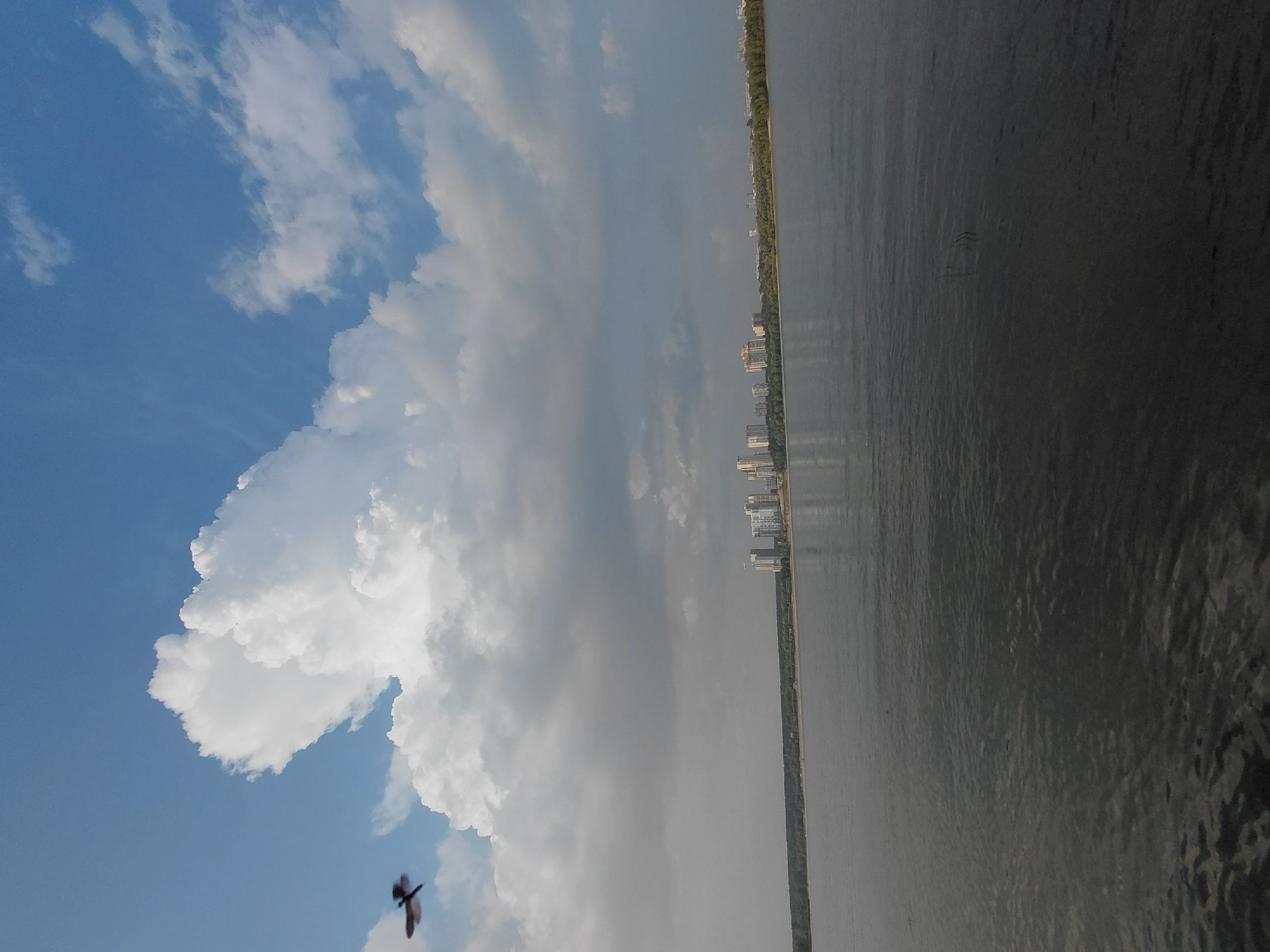 The image depicts a wide river in the foreground, reflecting the sky and clouds. In the distance, a shoreline is visible with a line of trees and a cluster of tall buildings, likely apartment complexes, situated within the city of Novosibirsk, Russia. The sky is partly cloudy with a large, white cumulus cloud dominating the upper left portion of the frame. A small, dark object, possibly a dragonfly or a small insect, is captured in flight in the upper left quadrant of the image, near the large cloud. The overall scene conveys a sense of natural landscape meeting urban development under a dynamic sky.