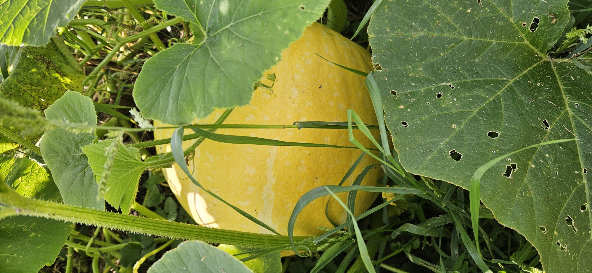 A bright yellow, oblong pumpkin sits partially obscured by lush green foliage and tall grass. The pumpkin has a slightly textured surface with a pale yellow speckled pattern. It is nestled among large, dark green pumpkin leaves, some of which have irregular holes. A thick, fuzzy green stem is visible to the left of the pumpkin, and slender blades of grass and thin vines weave around and in front of the gourd. The environment appears to be a garden or agricultural field under natural lighting, suggesting it is outdoors. The location is described as Мазалаўскі сельскі Савет, Belarus.