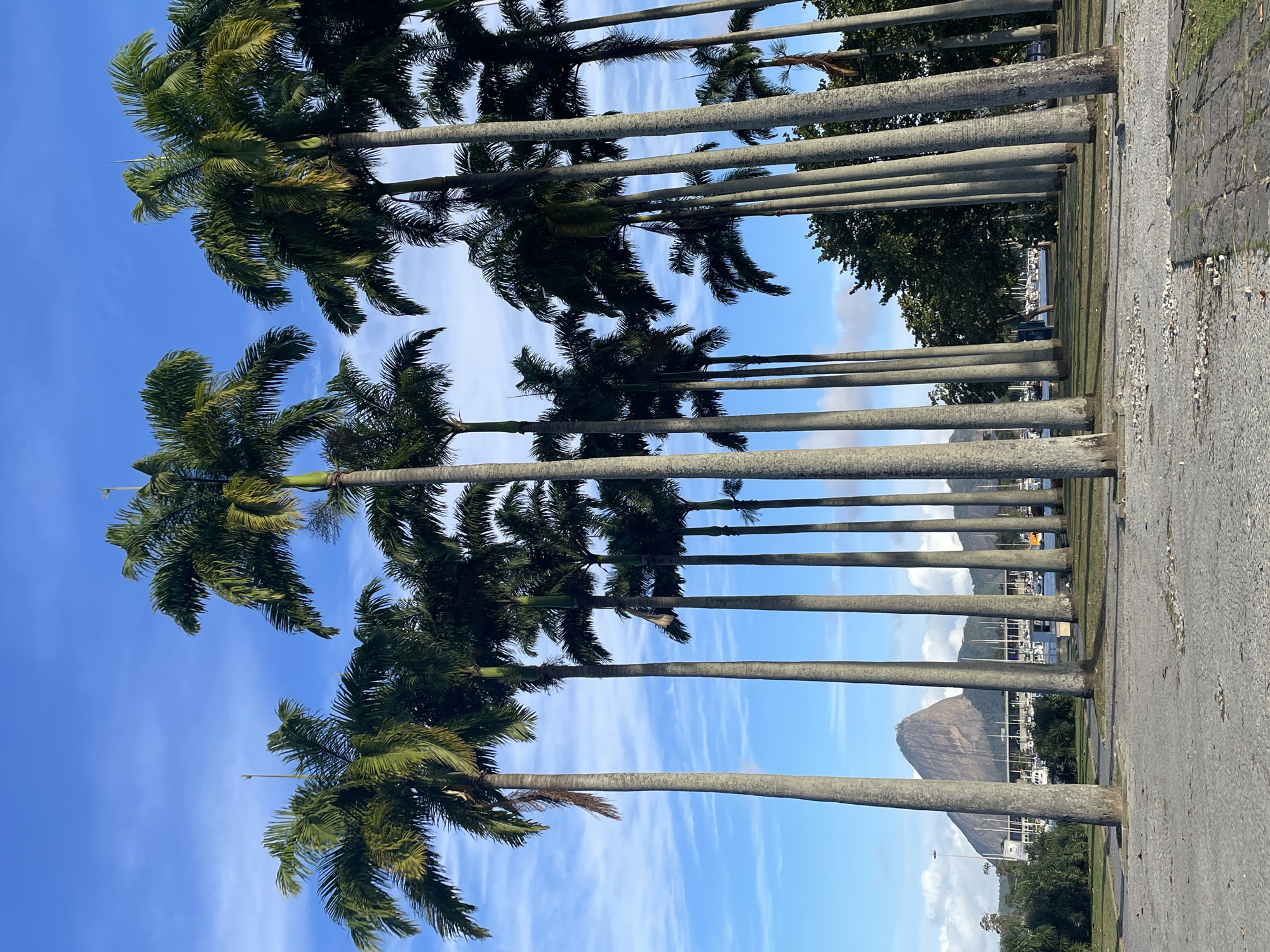 The image captures a view of Sugarloaf Mountain in Rio de Janeiro, Brazil, framed by a dense row of tall, mature palm trees. The palm trees, with their slender grey trunks and abundant green fronds, dominate the foreground and midground, creating a visual barrier that partially obscures the background. The sky above is a clear blue with scattered wisps of white clouds. In the distance, beyond the palm trees, a body of water can be seen, dotted with numerous sailboats. Sugarloaf Mountain, a distinctive dome-shaped peak, rises prominently in the center-left background, its rocky slopes clearly visible. The foreground consists of a paved area made of cobblestones, with some loose stones and debris scattered on it. The overall scene evokes a tropical, coastal environment. No people are visible in the image.