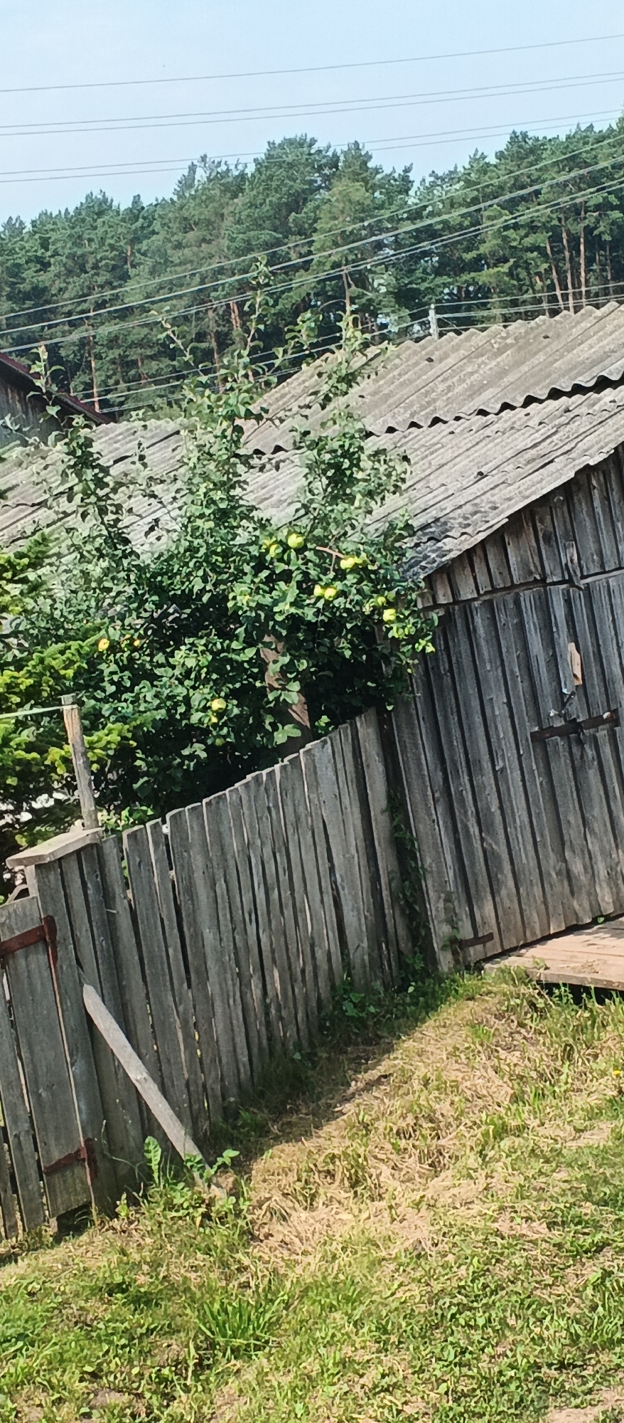 The image shows a wooden fence in front of a building with a corrugated roof. Behind the fence, there is a tree with green leaves and yellow fruits. In the background, there are more trees and power lines. The setting appears to be a rural area, possibly a backyard or a garden. The sky is clear and blue. There are no people visible in the image. The image is oriented vertically, with the fence in the foreground and the building and trees in the background. The overall impression is of a simple, rustic scene on a sunny day.