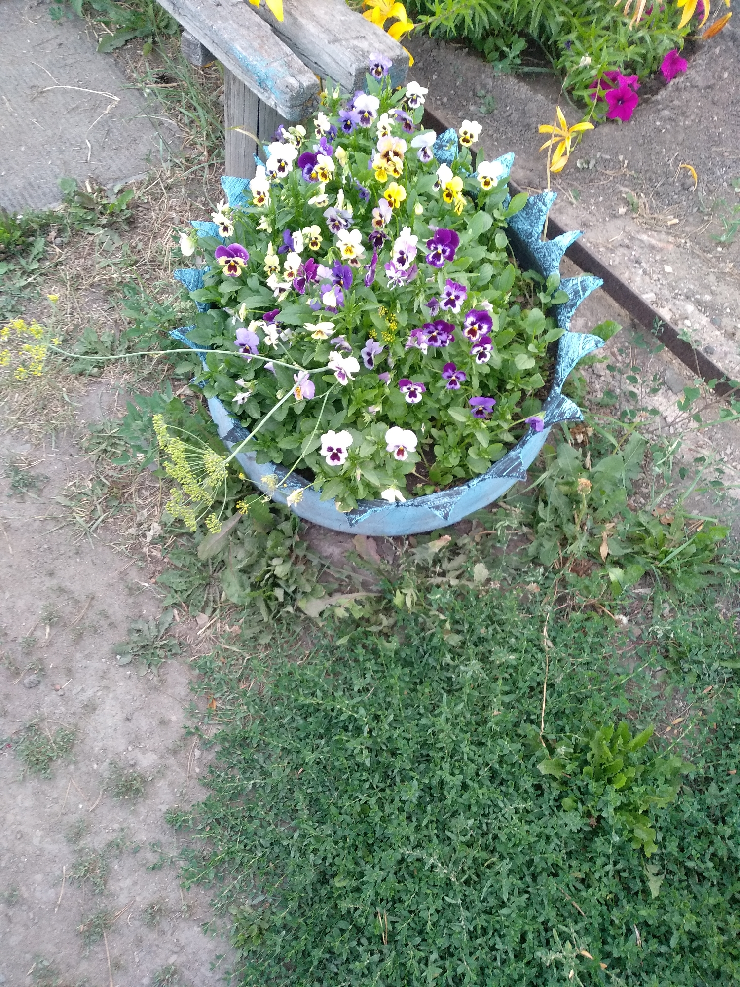 The image shows a close-up, high-angle view of a potted plant filled with violas in various shades of purple, white, and yellow, with some yellow flowers and green foliage also present. The pot itself is blue with a jagged, decorative rim. The potted plant is situated outdoors on a dirt and gravel surface, with some green vegetation growing around it. In the background, there is a wooden structure and more green plants. The overall setting appears to be a garden or outdoor area. The location is the city of Osakarovka, Kazakhstan.