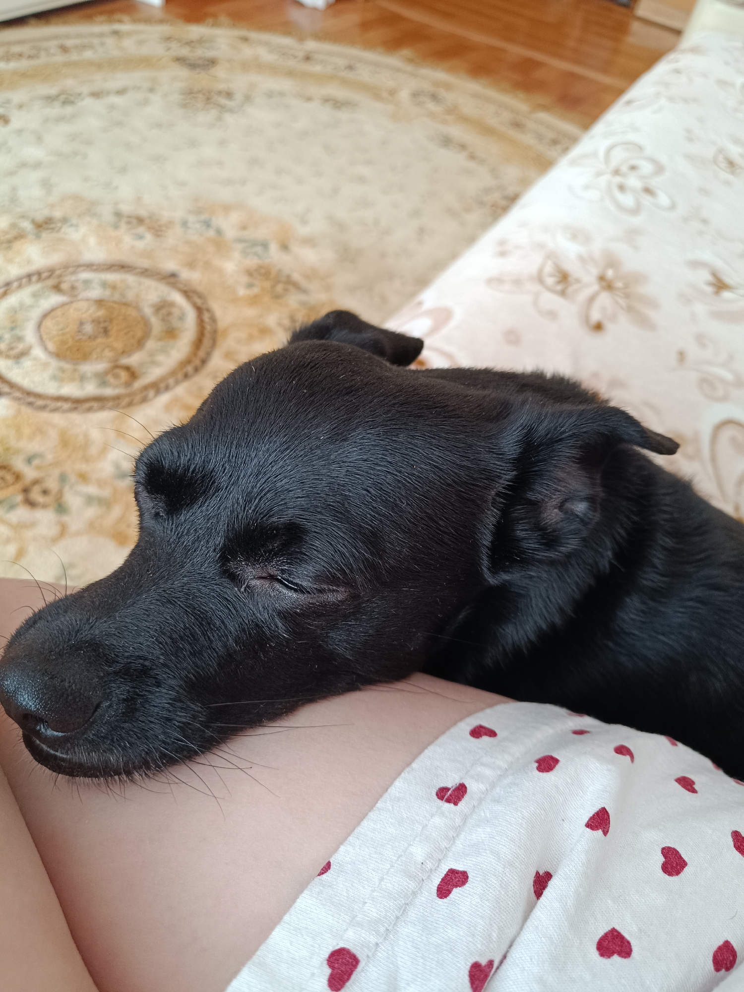 A black dog is resting its head on a person's leg. The person is wearing white pajamas with a red heart pattern. The background includes a patterned rug and a floral-patterned cushion. The image does not provide enough information to determine the specific location in Tobolsk, Russia.