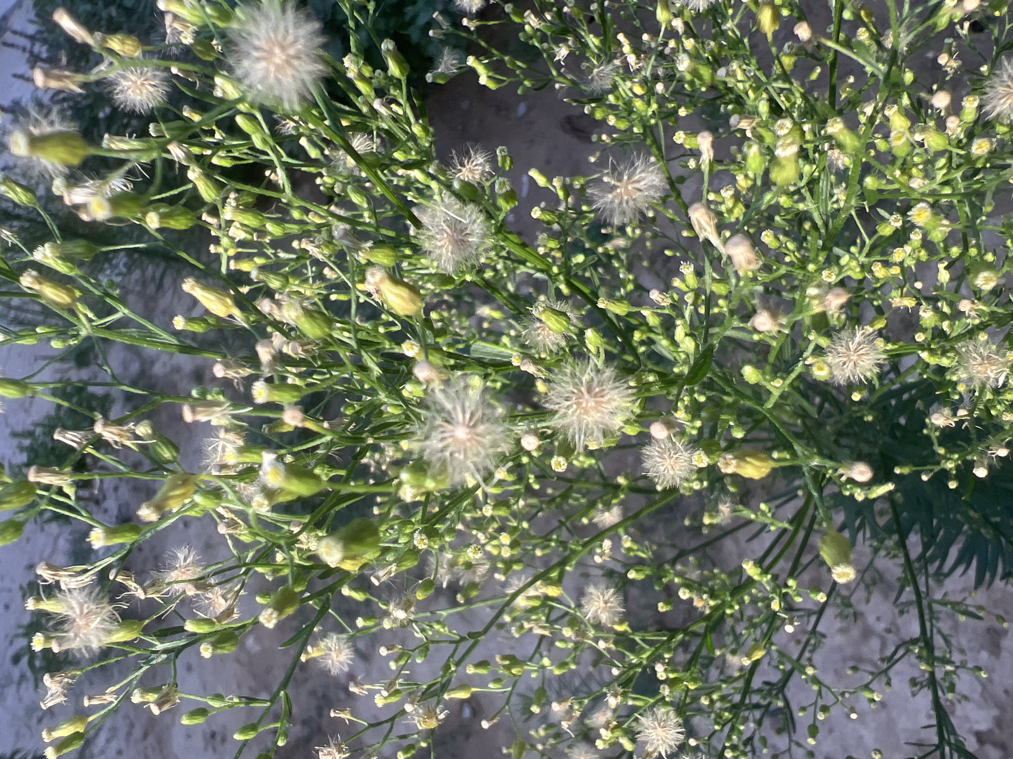 A high-angle, full shot captures a dense cluster of tall, green, flowering plants against a blurred, neutral background. The plants are covered in numerous small, pale green buds and some have feathery, white seed heads. The focus is on the botanical details of the plants, with the background providing no discernible environmental context within a city.