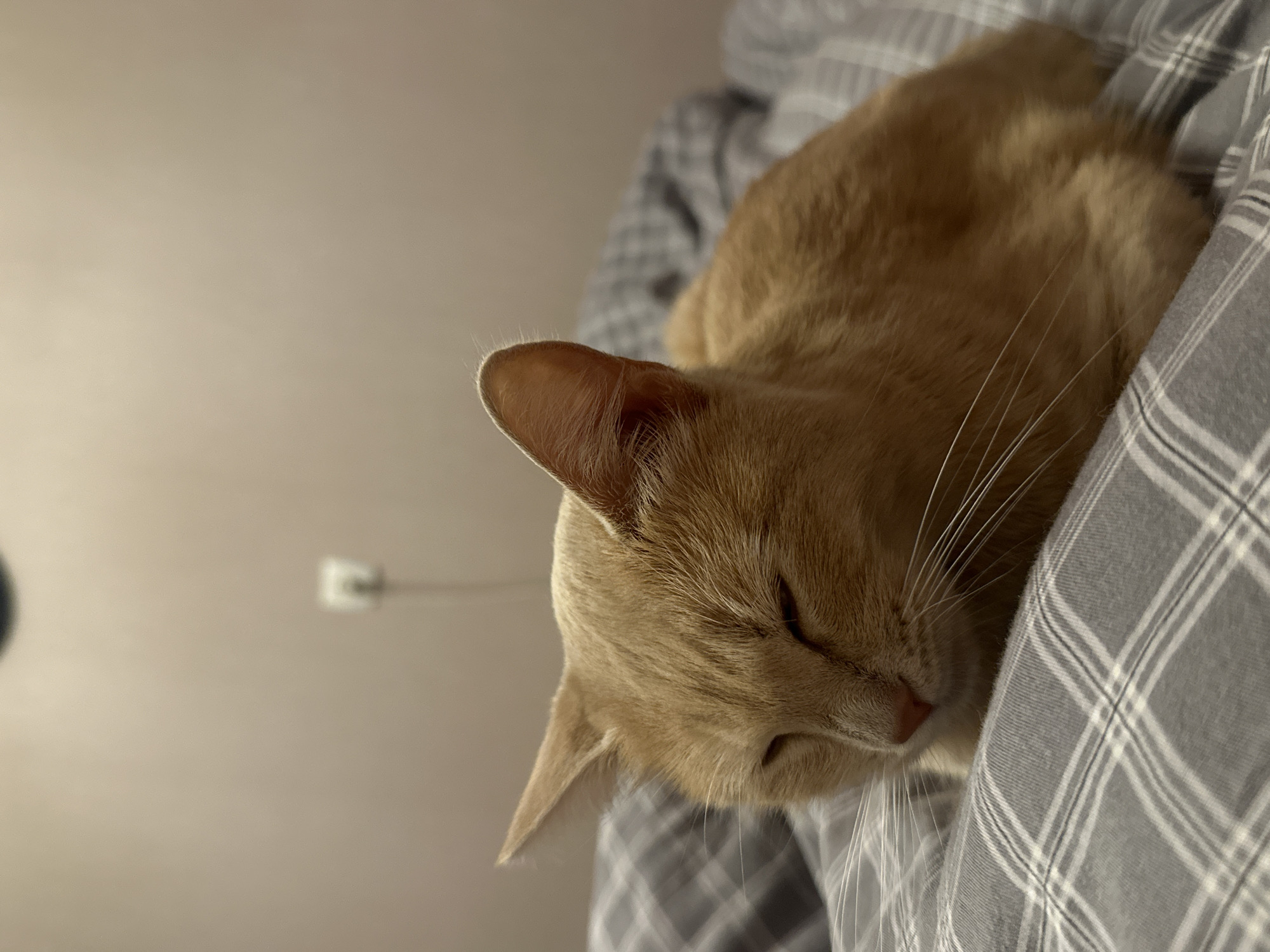 A tan tabby cat is asleep on a gray and white plaid blanket. A white outlet is visible on the pale beige wall in the background. There is no indication in the image that it is located in Krasnoyarsk, Russia.