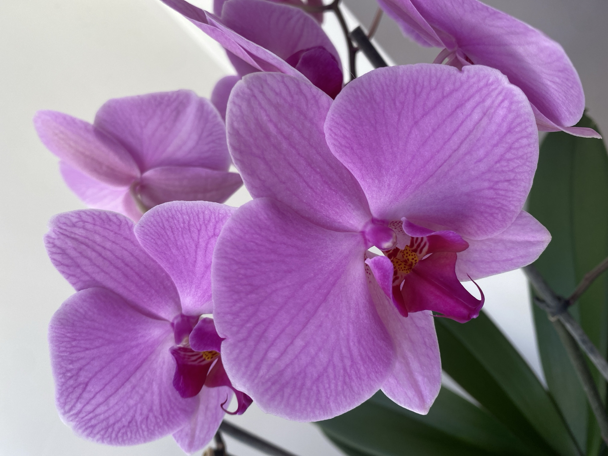 The image shows a close-up view of several purple orchid flowers. The petals have a visible texture with fine lines running through them. The center of each flower has a darker purple or magenta color, with some yellow details visible. The background is a soft white, suggesting an indoor setting. A few green leaves and brown stems are partially visible, indicating the orchid is part of a plant.
There is no information in the image that indicates its location in the city of Alanya, Turkey, or any other information about people, subjects, actions, interactions, or any additional characteristics of the environment.