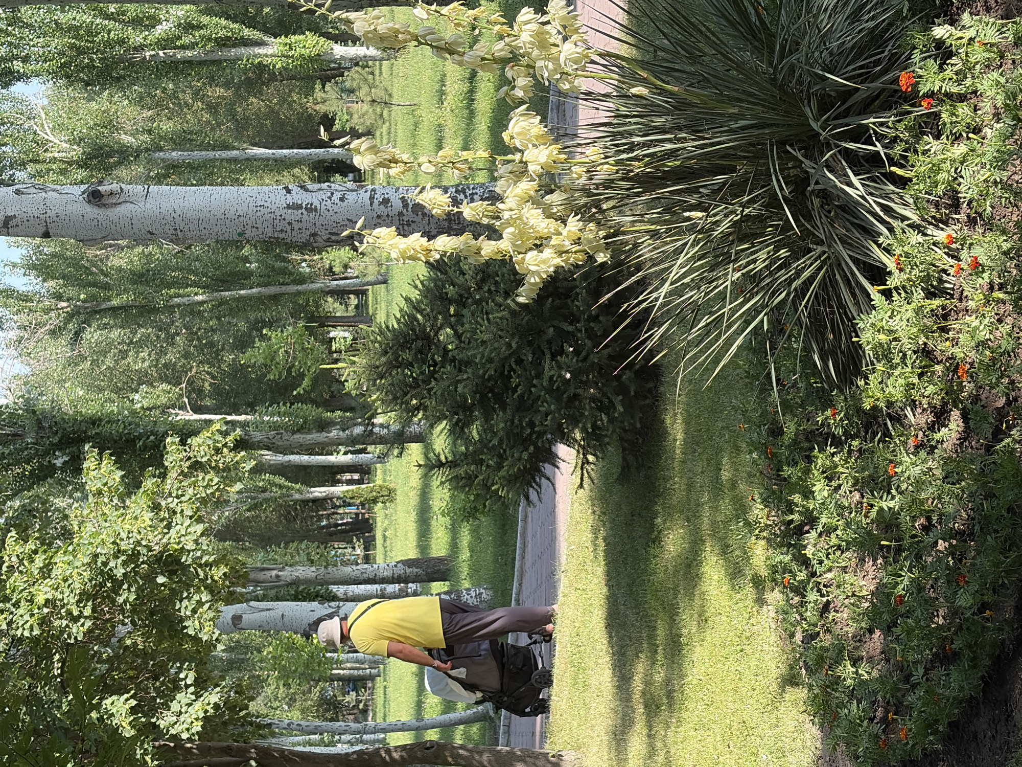 A person wearing a yellow shirt and a light-colored hat walks from left to right in a park, pushing a stroller. The person is dressed in dark pants. The stroller is dark gray and has a light-colored cover. The scene appears to be a sunny day, with dappled sunlight filtering through trees. The park has a paved walkway, grass, and various trees and plants, including a cluster of tall, white-barked trees on the right. In the foreground, there is a patch of small orange flowers and a large plant with long, spiky green leaves. The background shows a dense line of trees. The overall impression is a peaceful outdoor setting.