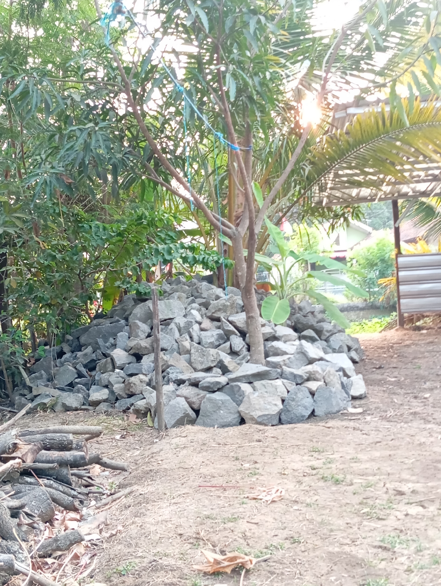 In Sudikampiran, Indonesia, a pile of gray rocks is situated in a rural outdoor area. A young tree with a thin trunk grows from the center of the rock pile, its branches reaching upwards. Behind the rocks, lush green foliage and larger trees are visible, with sunlight filtering through the leaves and creating bright flares. To the right, part of a structure with a corrugated metal roof and wooden supports is partially obscured by palm fronds. In the foreground, a collection of cut logs and branches lies on the dusty ground. The overall scene suggests a natural, perhaps agricultural or developing, environment.
