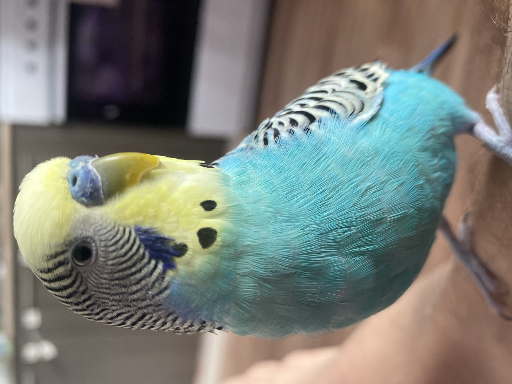 A close-up shows a blue and yellow budgie perched on a human body part, potentially an arm or shoulder. The bird is tilted with its head upside down. The budgie has black and white stripes on its head and back, a yellow forehead and face, and turquoise body feathers. Its legs and feet are greyish-pink. The background is blurry but appears to be a domestic indoor setting, potentially a room in a house. A television set and other blurry objects can be seen in the distance.