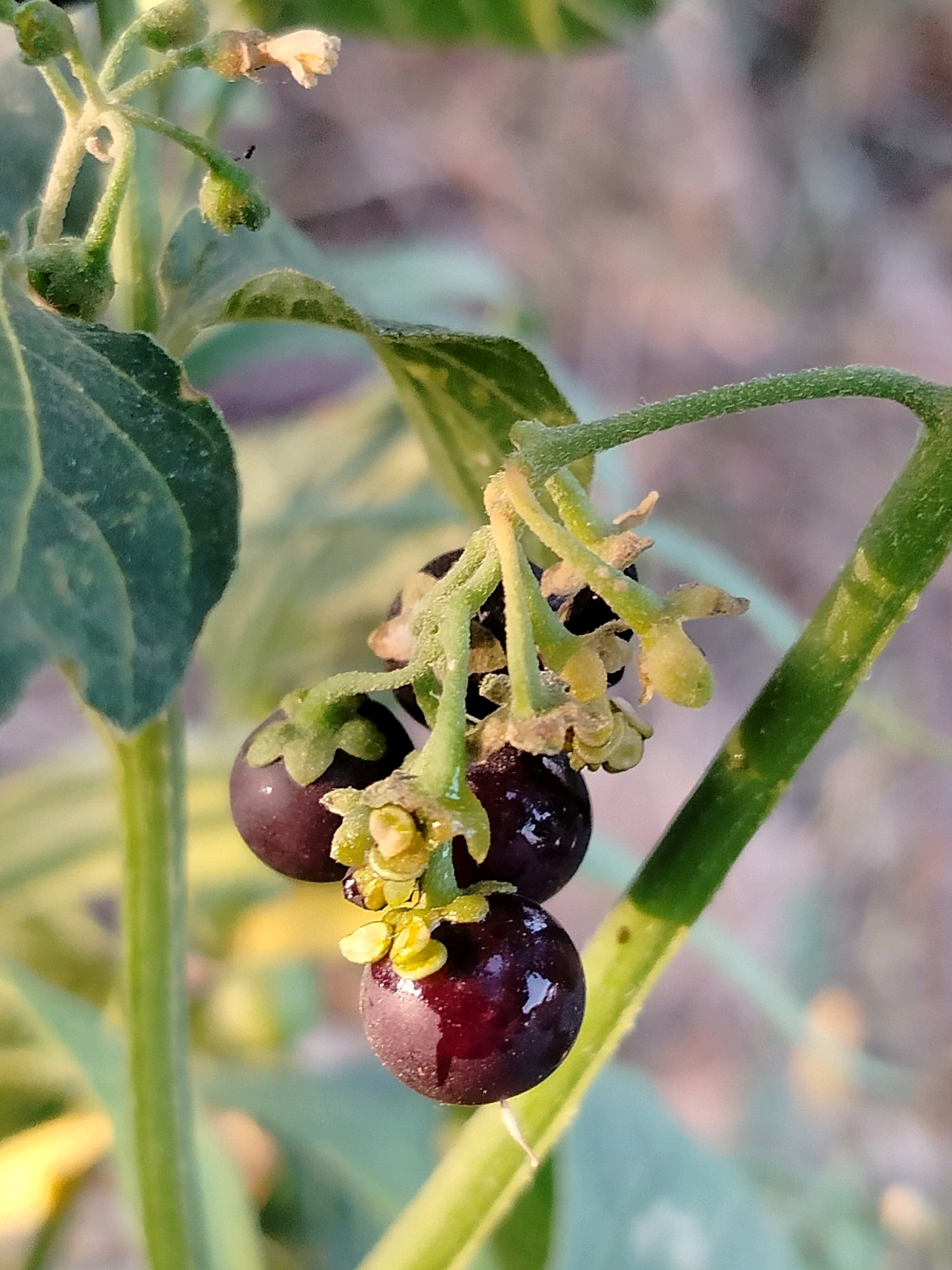 A close-up, eye-level shot focuses on a cluster of dark purple berries growing on a green stem. The berries are round and glossy, with a few small, pale yellow, withered flower remnants still attached to the stems. The background is blurred, showing hints of green foliage and a soft, muted brown and pinkish hue, suggesting an outdoor environment. The image does not depict any people or specific landmarks that would indicate a location within the city of Көлкент, Kazakhstan.