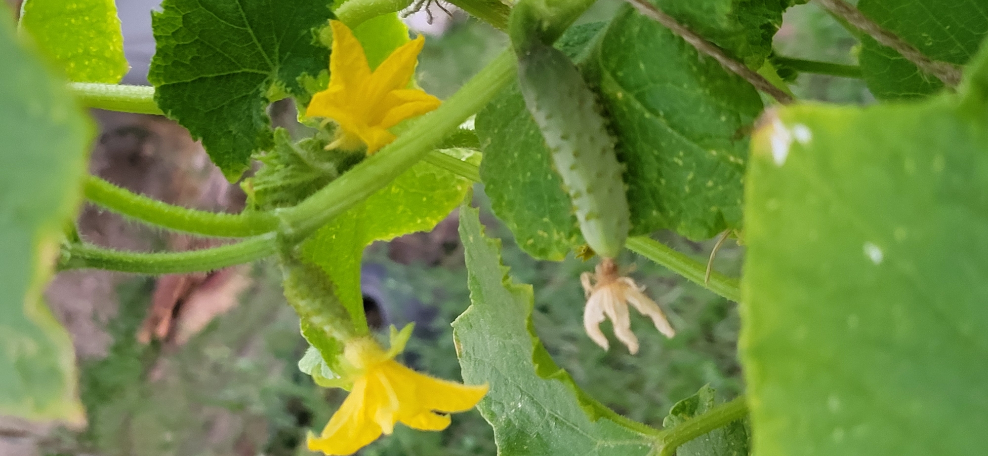 The image shows a close-up view of a cucumber plant with young cucumbers, yellow flowers, and green leaves. The plant is growing outdoors in what appears to be a garden. In the background, out-of-focus elements suggest a natural or possibly urban environment with some vegetation and structures. The lighting suggests it is daytime. No people are visible in the image. The specific location in Oskemen, Kazakhstan, cannot be determined from the visual information provided.