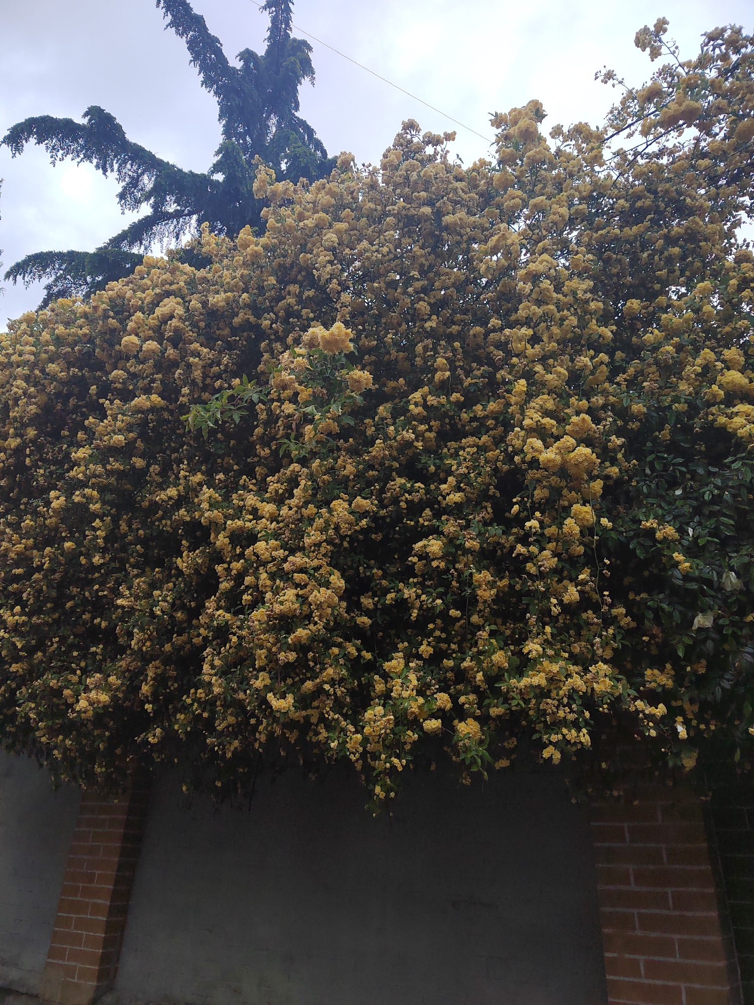 The image shows a large mass of yellow roses cascading over a grey wall with brick pillars. Above the roses is a tall, dark green tree silhouetted against a cloudy sky. The location is Unknown, Unknown. There are no people visible.