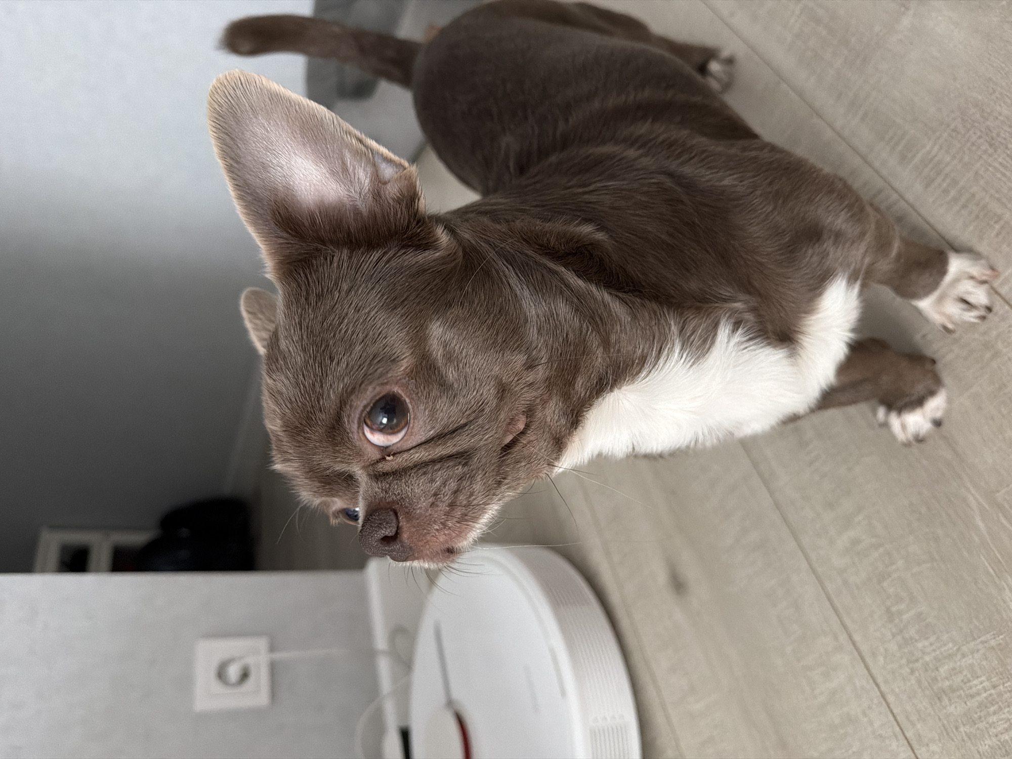 A small, short-haired dog, resembling a Chihuahua, is the central subject of this image, captured indoors in what appears to be a residence in Votkinsk, Russia. The dog has a chocolate brown coat with prominent white markings on its chest, chin, and paws. Its large, pointed ears are erect, and its dark eyes are looking towards the camera with a curious or attentive expression. The dog is lying on a light-colored wooden or laminate floor, with its body stretched out behind its head.
Near the dog's snout, a white, circular robotic vacuum cleaner is visible on the floor. In the background, a light-colored wall with a white electrical outlet provides a simple backdrop. The lighting is soft and even, typical of an indoor environment, making it difficult to determine the exact time of day. No visible text is present on any objects in the frame. The scene conveys a calm, domestic atmosphere.