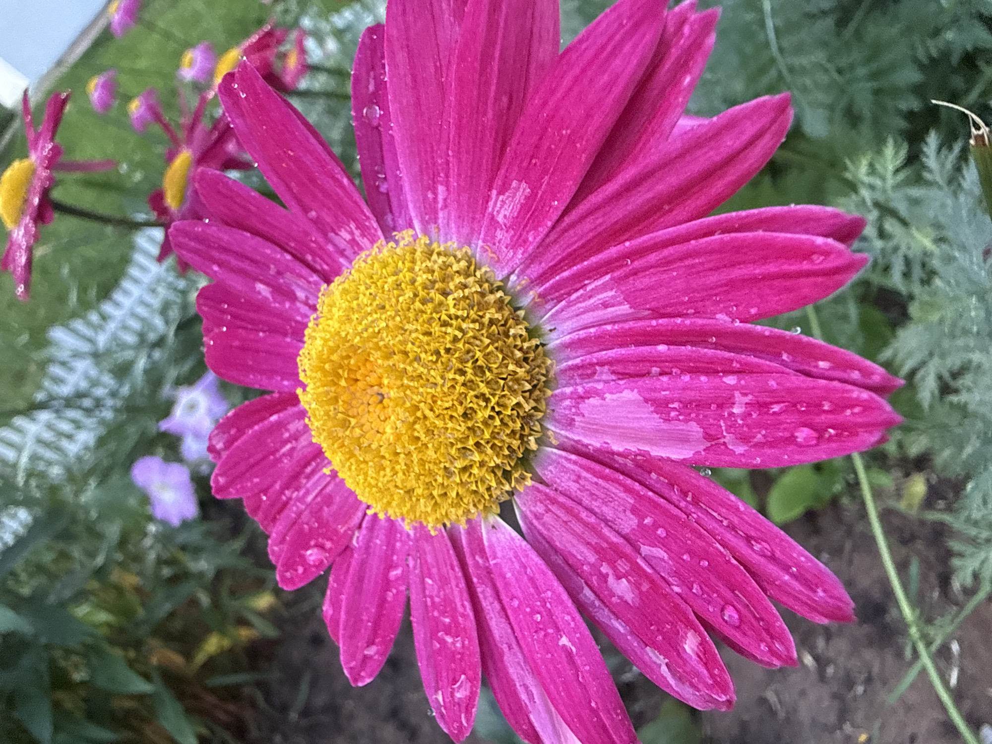 A close-up, eye-level, outdoor shot focuses on a vibrant fuchsia daisy with a bright yellow center. The daisy is in the foreground and takes up most of the frame. Its petals are slightly curled and appear wet, with small water droplets visible. In the background, several other fuchsia daisies, slightly out of focus, can be seen along with some delicate purple flowers and green foliage. The ground beneath the flowers is a mix of dark soil and greenery. The scene suggests a garden setting in a natural, possibly rural environment. No people or specific landmarks of Марковский, Russia are visible.