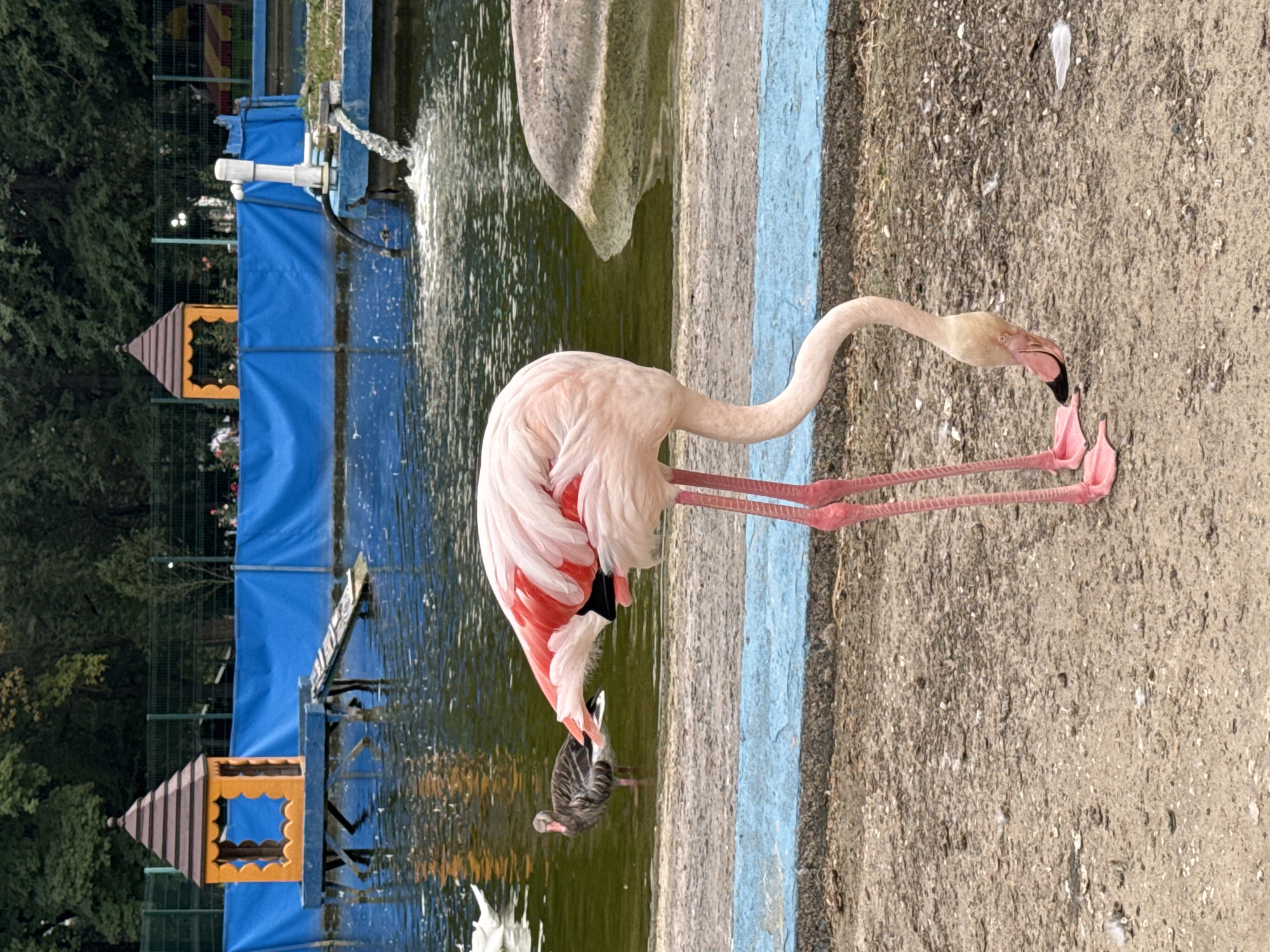 A flamingo is bending its neck down to the ground in front of a body of water in what appears to be an enclosure, possibly at the Rostov-on-Don Zoo in Russia. The flamingo is predominantly pink and white with red markings on its wings, and its long, thin legs are a bright pink. In the background, the water is green and reflects the trees and structures above. There are two small, ornate structures with orange roofs and brown trim situated on platforms above the water, and a blue tarp lines the edge of the enclosure. A white pipe is visible on the right side, with water cascading into the pond. Another bird, a goose or duck, is standing in the shallow water to the left of the flamingo. The ground in the foreground is a textured, light brown gravel with scattered white feathers. The scene depicts a naturalistic setting within an urban environment.