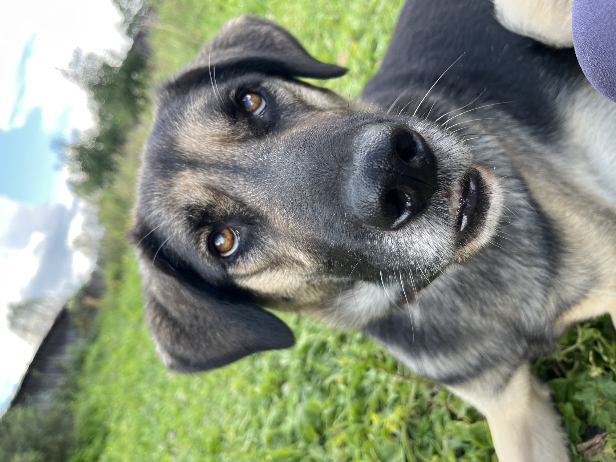 An extreme close-up, eye-level shot captures a dog's face against a blurred, grassy outdoor background. The dog, which appears to be a German Shepherd mix, has a black and tan coat. Its eyes are a warm brown, and its snout is black with a wet nose. The dog's ears are perked up, and its mouth is slightly open, revealing small teeth. The background consists of green grass, trees, and a cloudy sky. A rustic wooden structure is visible in the distance. The scene is devoid of any human presence or interaction. The overall impression is that of a candid, outdoor portrait of a dog. There is no information provided to link the image to the city of Nizhny Tagil, Russia.