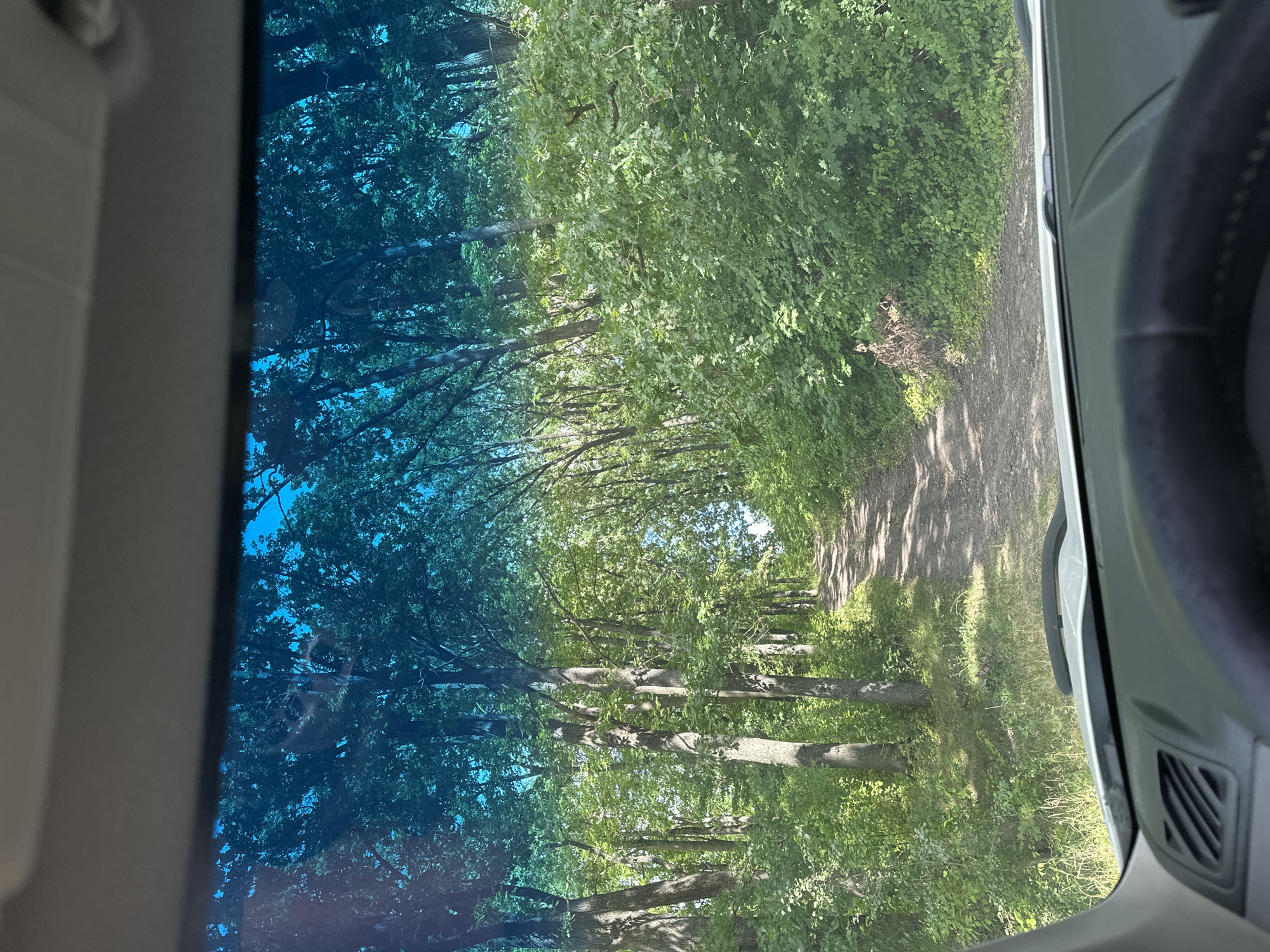 The image shows a view from inside a vehicle, looking through the windshield. A dirt road winds through a dense forest of deciduous trees. Sunlight filters through the leaves, creating dappled shadows on the road and surrounding vegetation. The sky visible through the upper part of the windshield is a bright blue. The dashboard and steering wheel of the vehicle are partially visible in the foreground. The scene appears to be a rural or natural setting, likely on a sunny day.