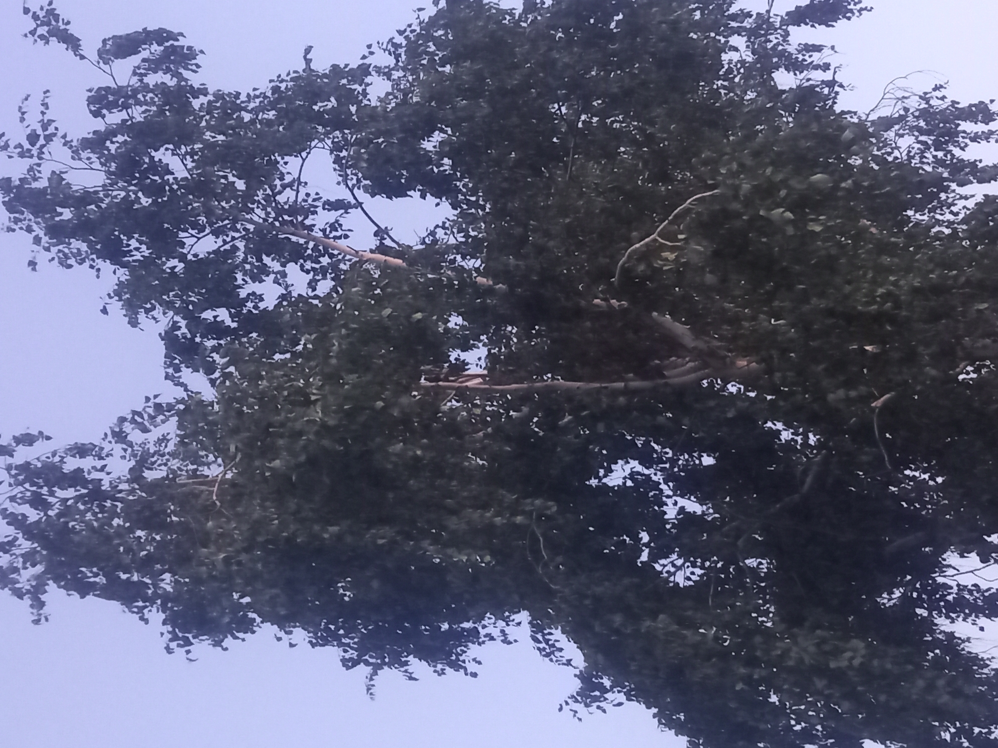 The image shows a tall tree with dark green leaves against a pale blue sky. The tree has a thick trunk and branches that spread out widely, with some appearing to be broken or damaged. The leaves are dense, obscuring much of the interior of the tree. There is no visible human presence or any other objects in the frame. The environment appears to be outdoors, possibly in a natural or park-like setting, consistent with the rural area of Қозыкеткен ауылдық округі, Kazakhstan.