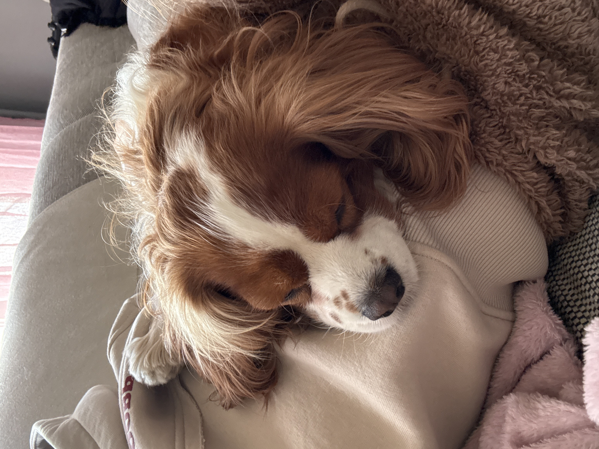 A Cavalier King Charles Spaniel sleeps on a light-colored sweatshirt, which in turn rests on a grey couch. The dog is predominantly brown and white, with long, flowing hair covering most of its face. A textured brown blanket and a pink fuzzy blanket are also visible. The location is unknown; there is no information in the image to suggest Sofia, Bulgaria.